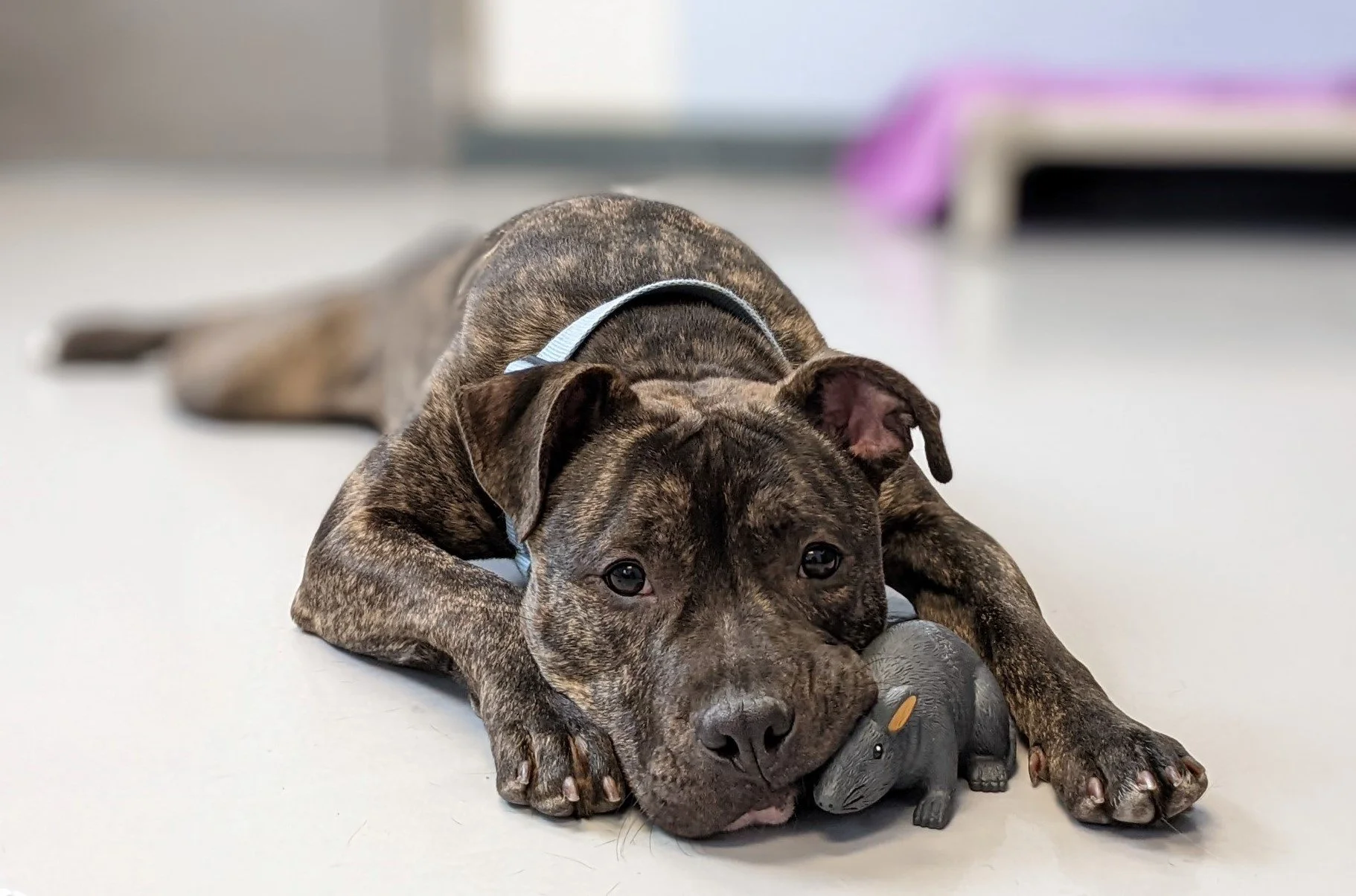 Pet Rehoming Resources For La Crosse County, Wisconsin