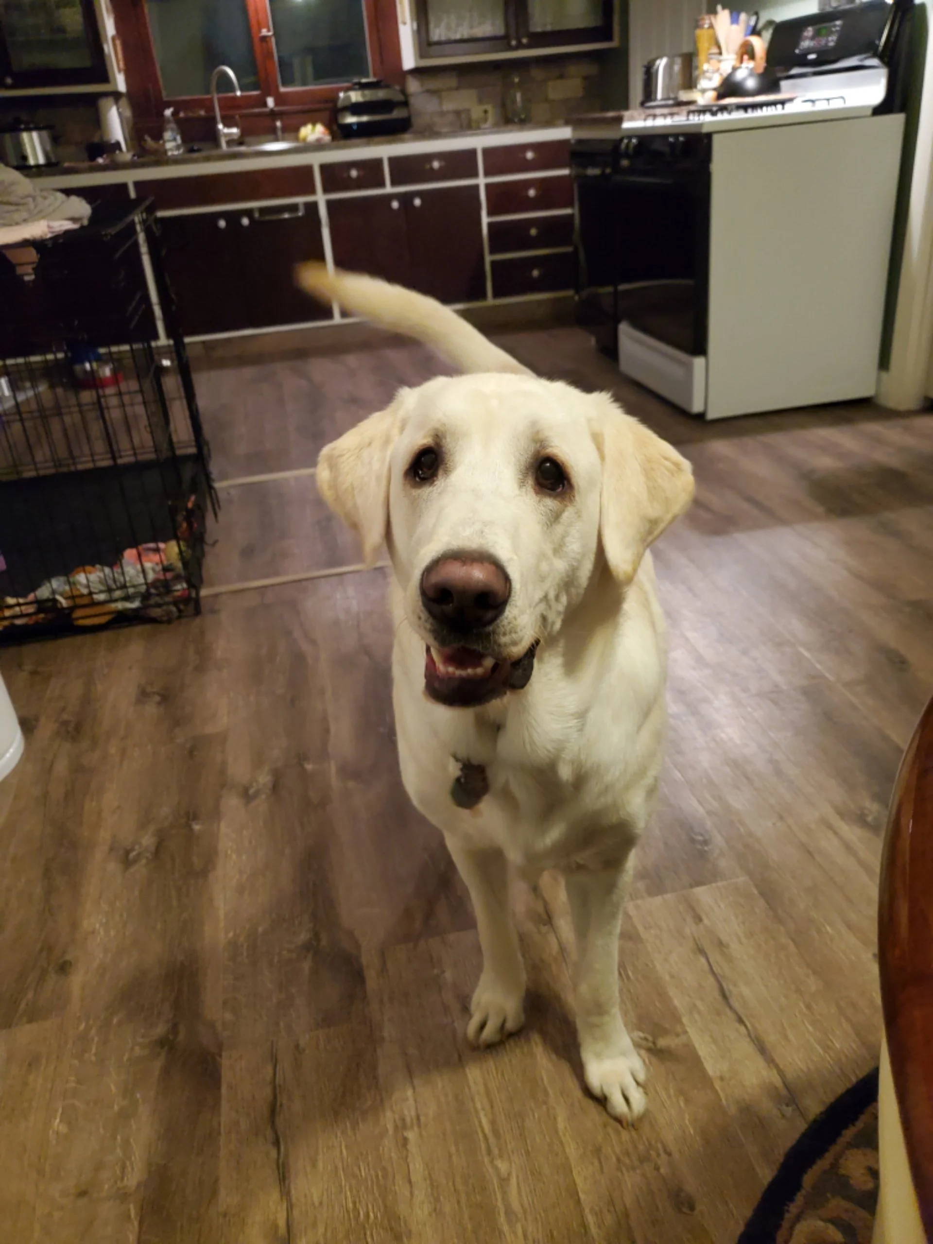 CRHP DOG Deux Beau