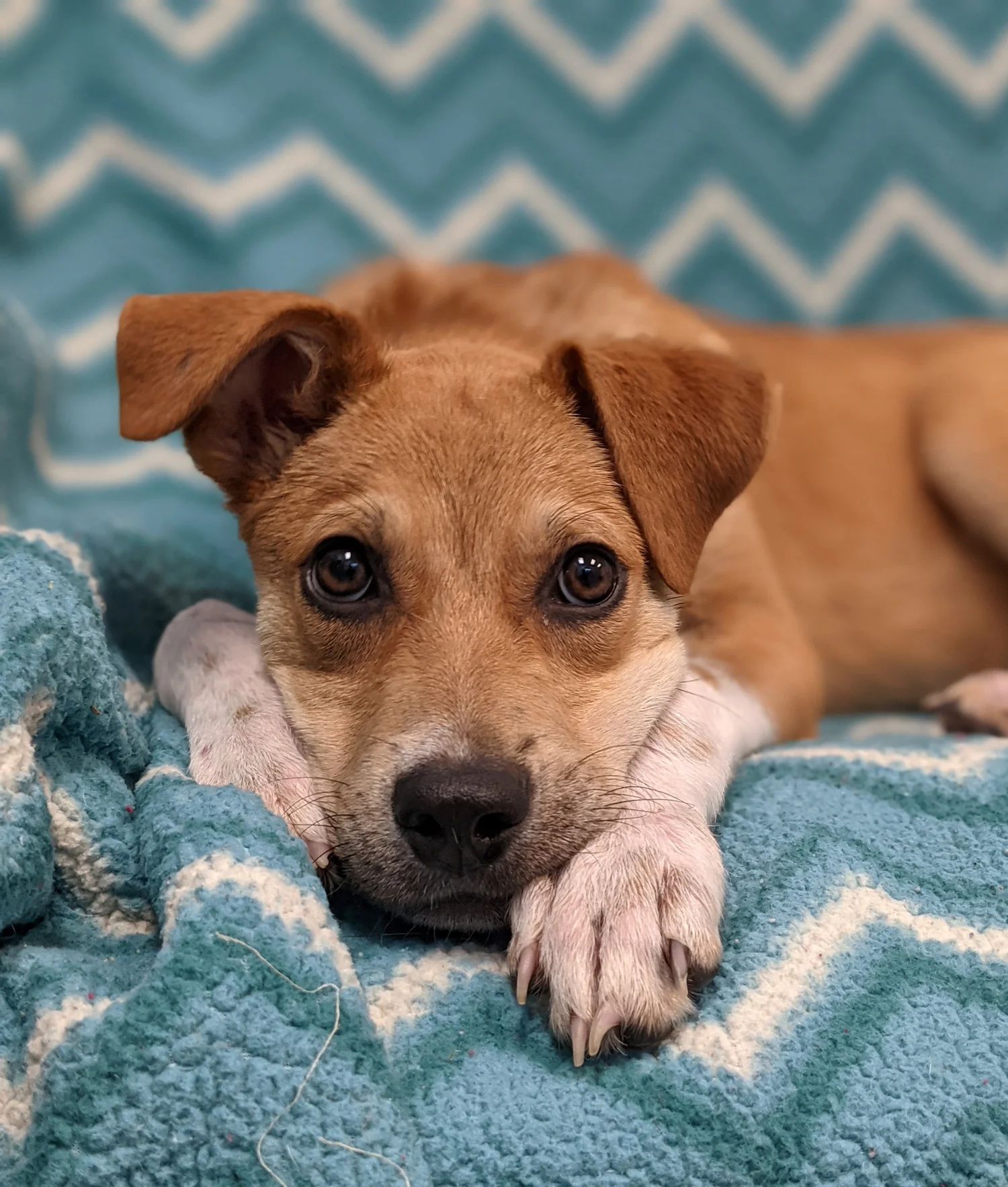 Craigslist Pets La Crosse - mbb7dk3