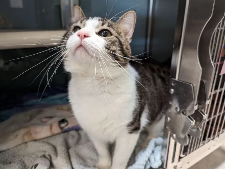 Pet Rehoming Resources For La Crosse County, Wisconsin