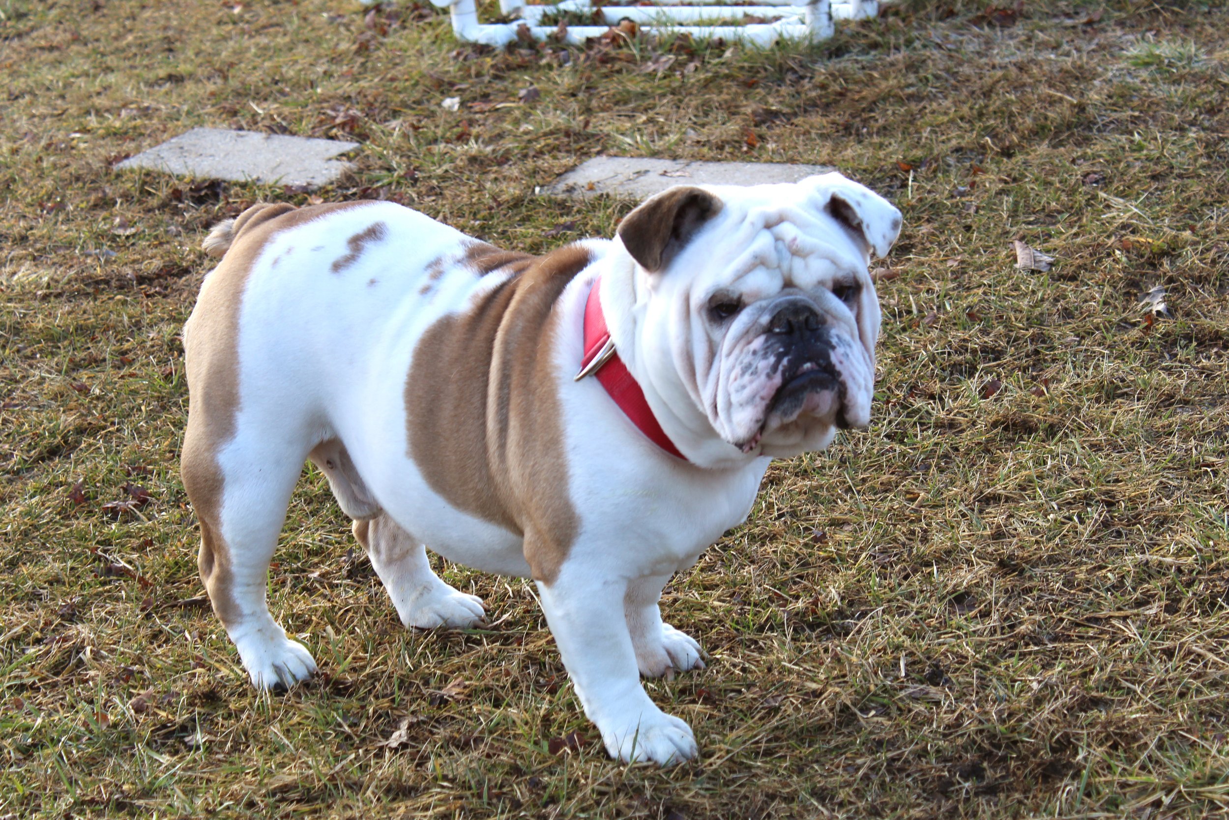 Craigslist Pets La Crosse - f54xn9t