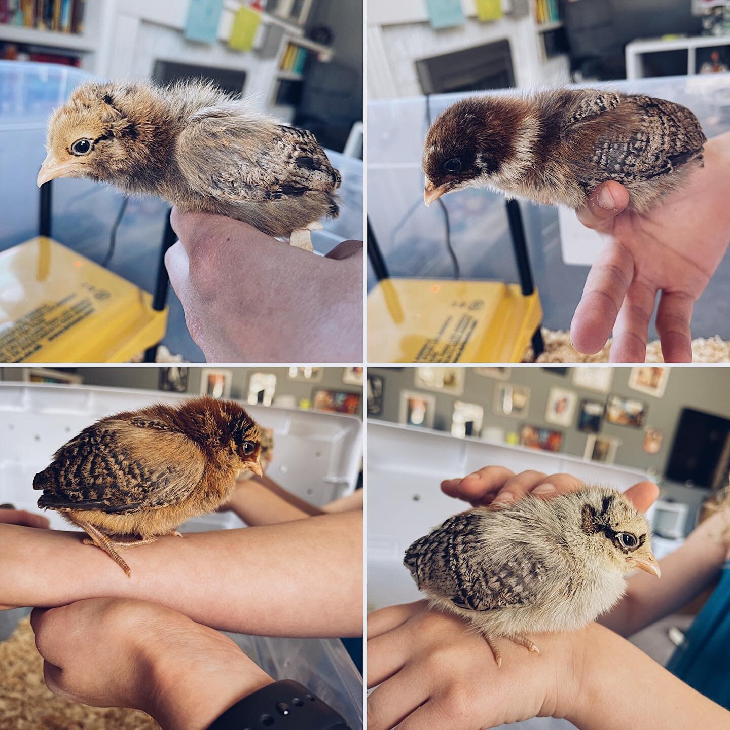 A little interruption from my otherwise thriving bookstagram content (ah-hem, yeah, it&rsquo;s been a while, hi!) because we got baby chicks! We named them Osprey, Owl, Kite, and Kestrel and they are just the chirpiest. They should give us beautiful 