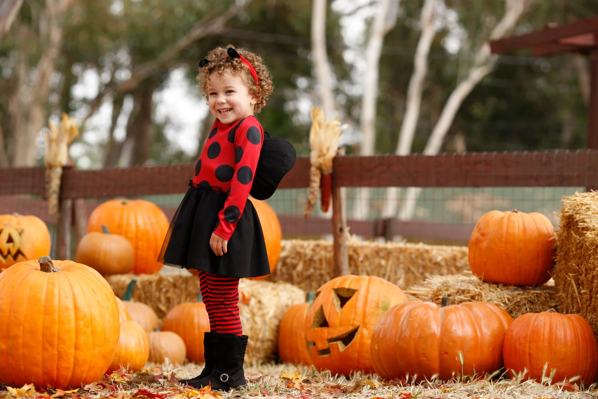 Carter's_Halloween_2011_ladybug.jpg