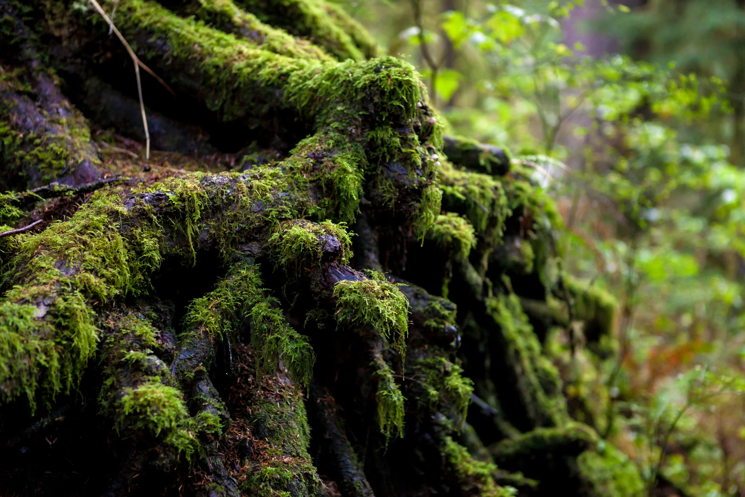 Las Vegas, California, & Oregon