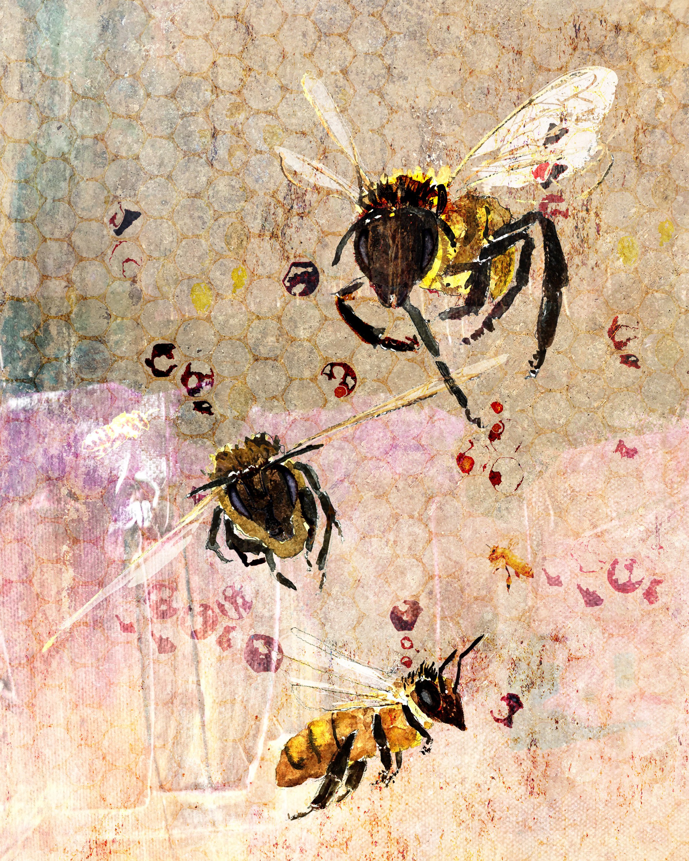 Honey Bee art print featuring contemporary wildlife artwork by John Baran.