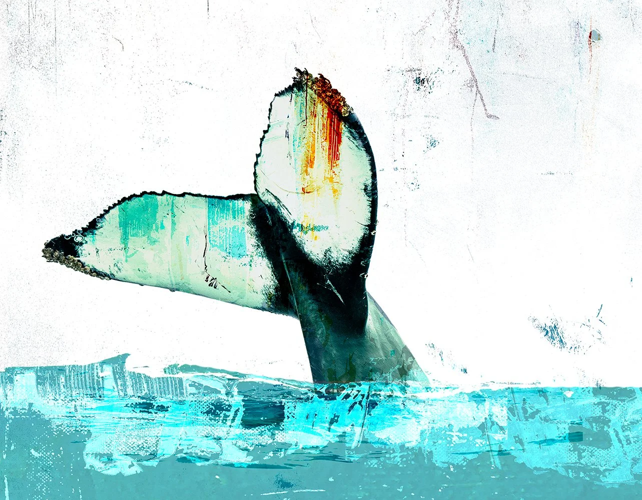 Whale art print featuring contemporary wildlife artwork by John Baran.