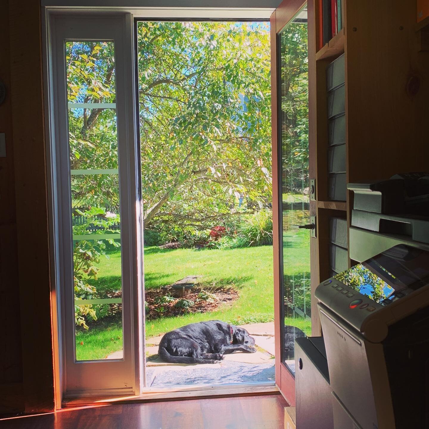 The studio dog always seeks the Sun ☀️