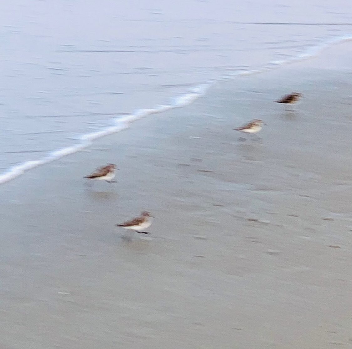 Peppering in beach walks and ocean dips between project work makes for a great work/play day. Balancing work with play is not only good for the soul&mdash;it also benefits creativity and productivity! #workplay #pipingplover #thewaylifeshouldbe #stud