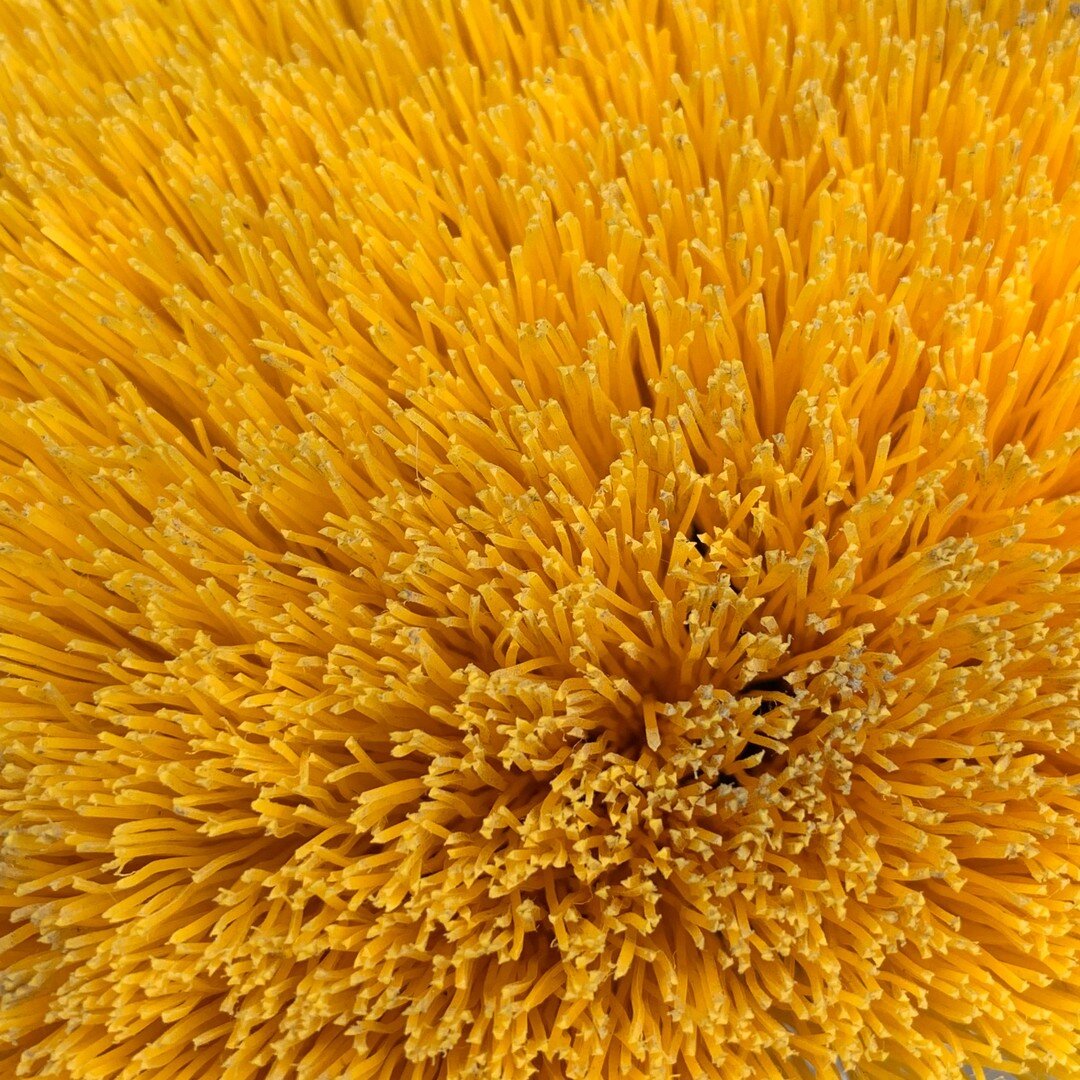 Know what it is? For us it's color. It's texture and perspective. It's something that will inspire work yet to come.

#brushbristles #yellow #texture #perspective #details #designinspo #designinspiration #creativity #graphicdesign #interrobangdesign