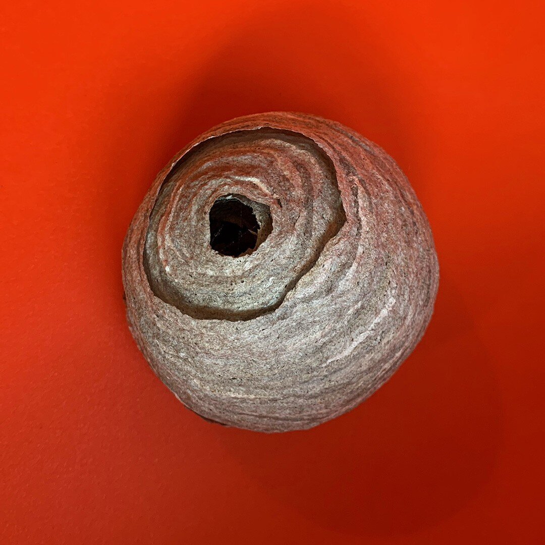 Today's inspiration&mdash;the wasp nest. Especially appreciating how the thin layers are picking up color from the red background.

#waspnest #designinspo #colorinspo #natureinspo #textureinspo #colorplay #interrobangdesign