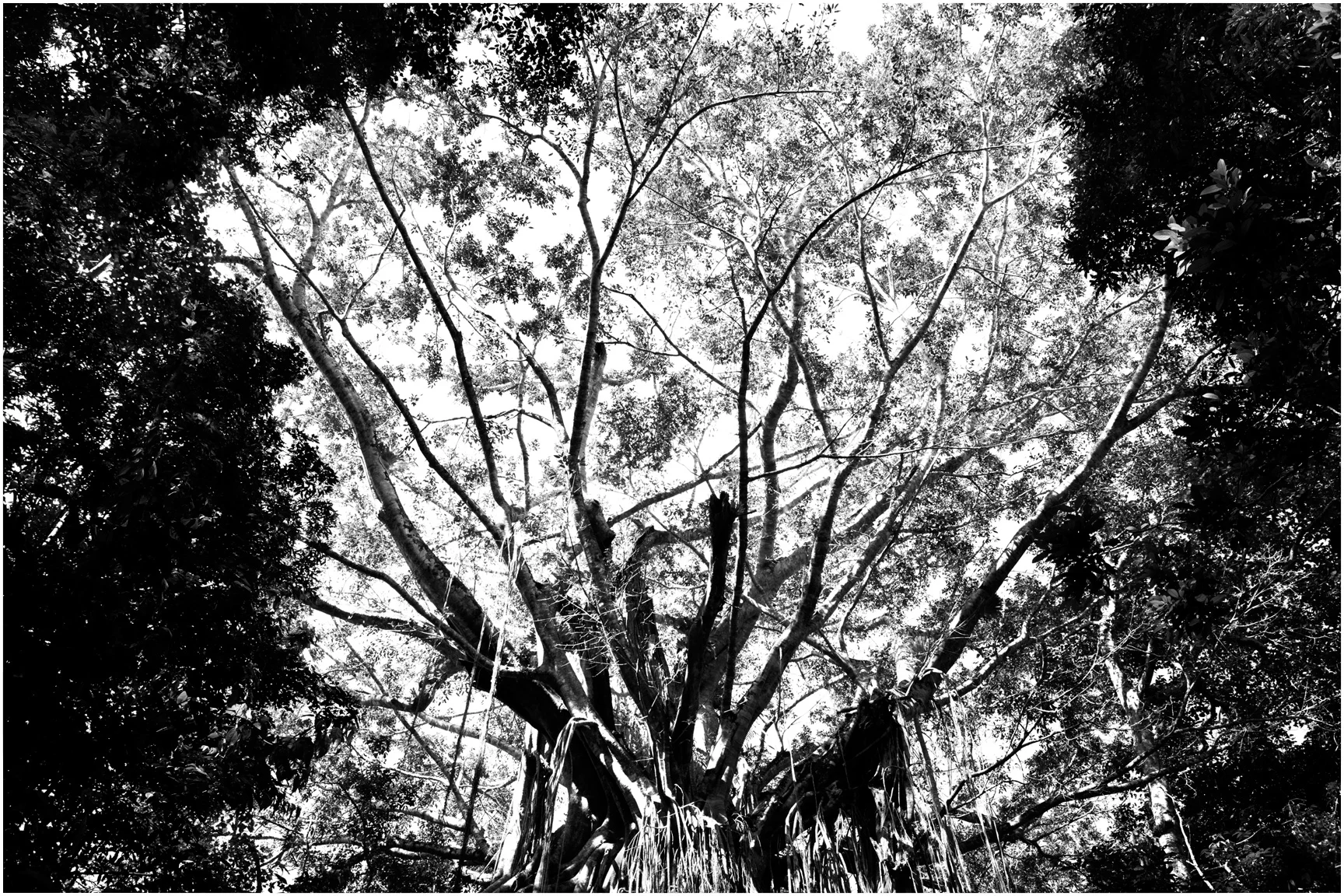 fig-tree-border-56.jpg