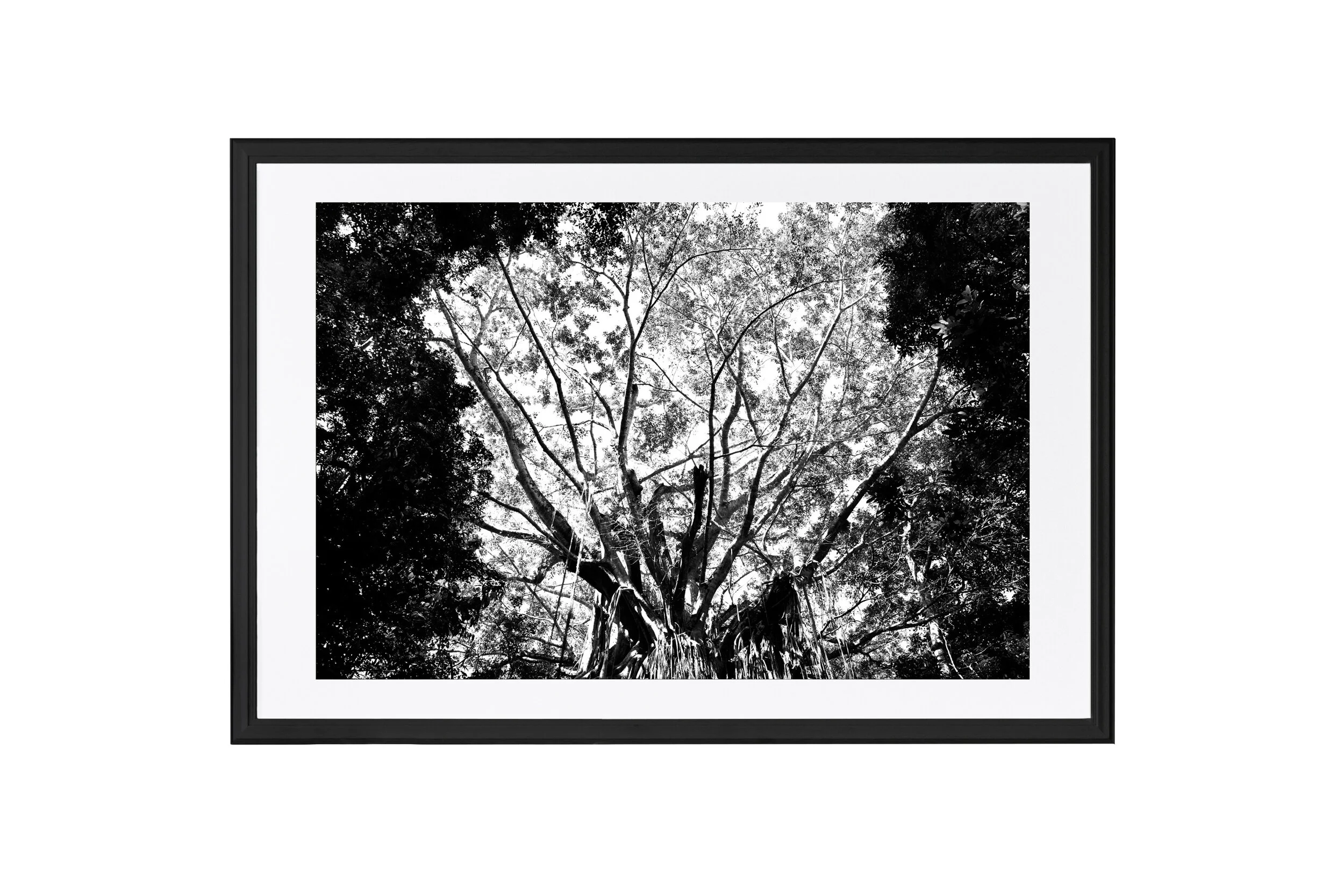 Fig Tree Framed Wide.jpg