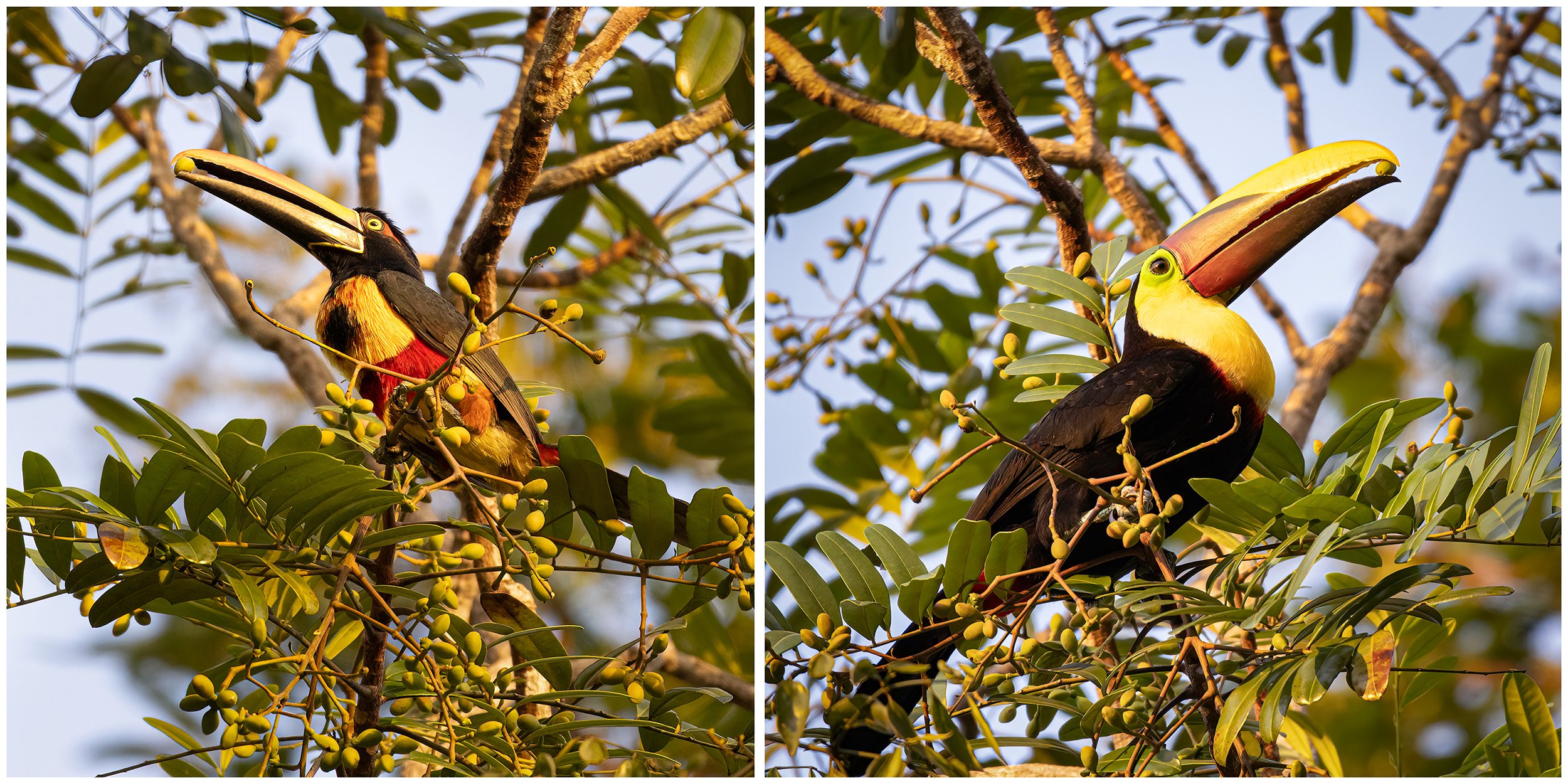 Bird-Comp-Two-Web.jpg