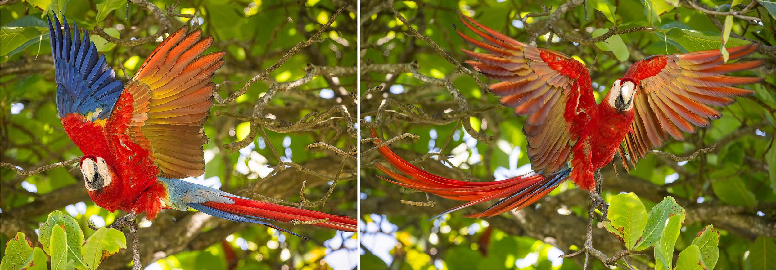 Bird-Comp-Thee-web.jpg