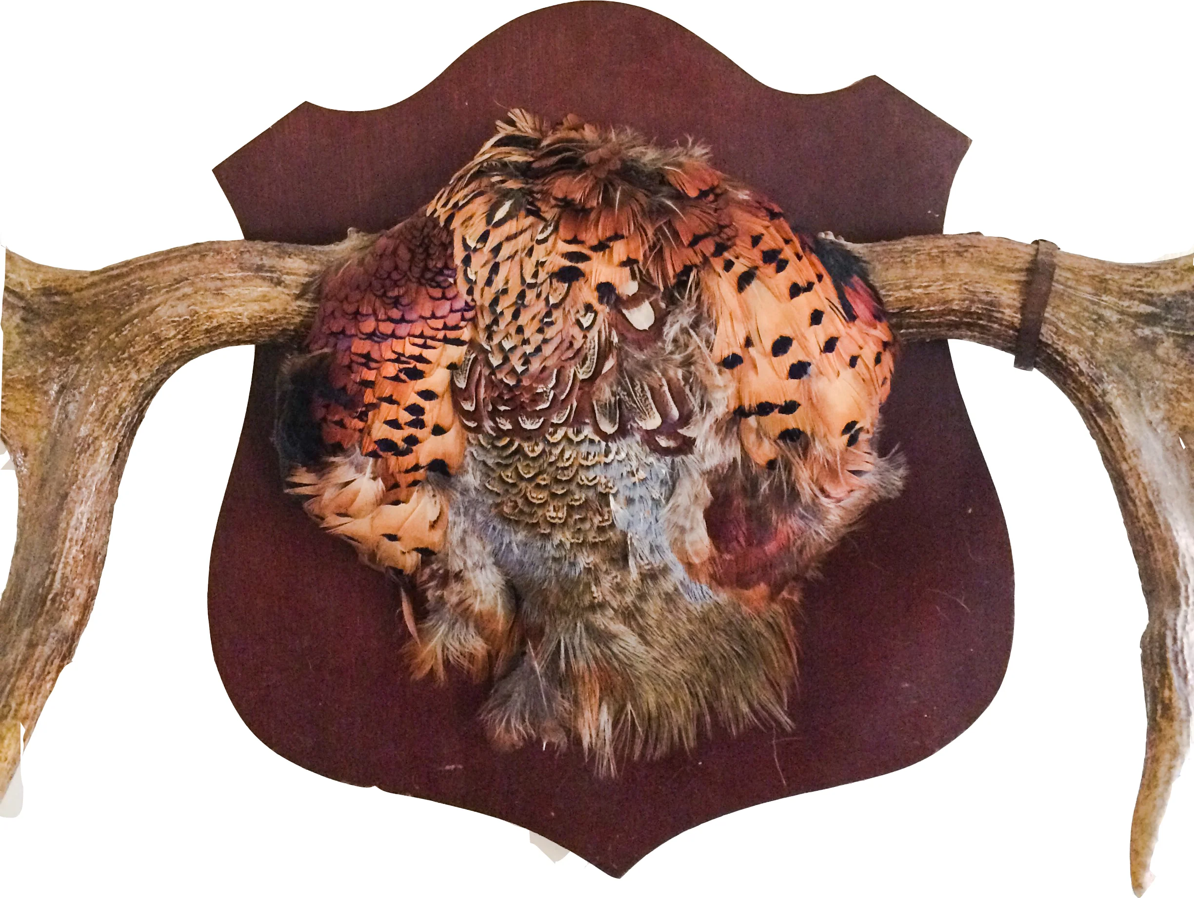moose detail.jpg