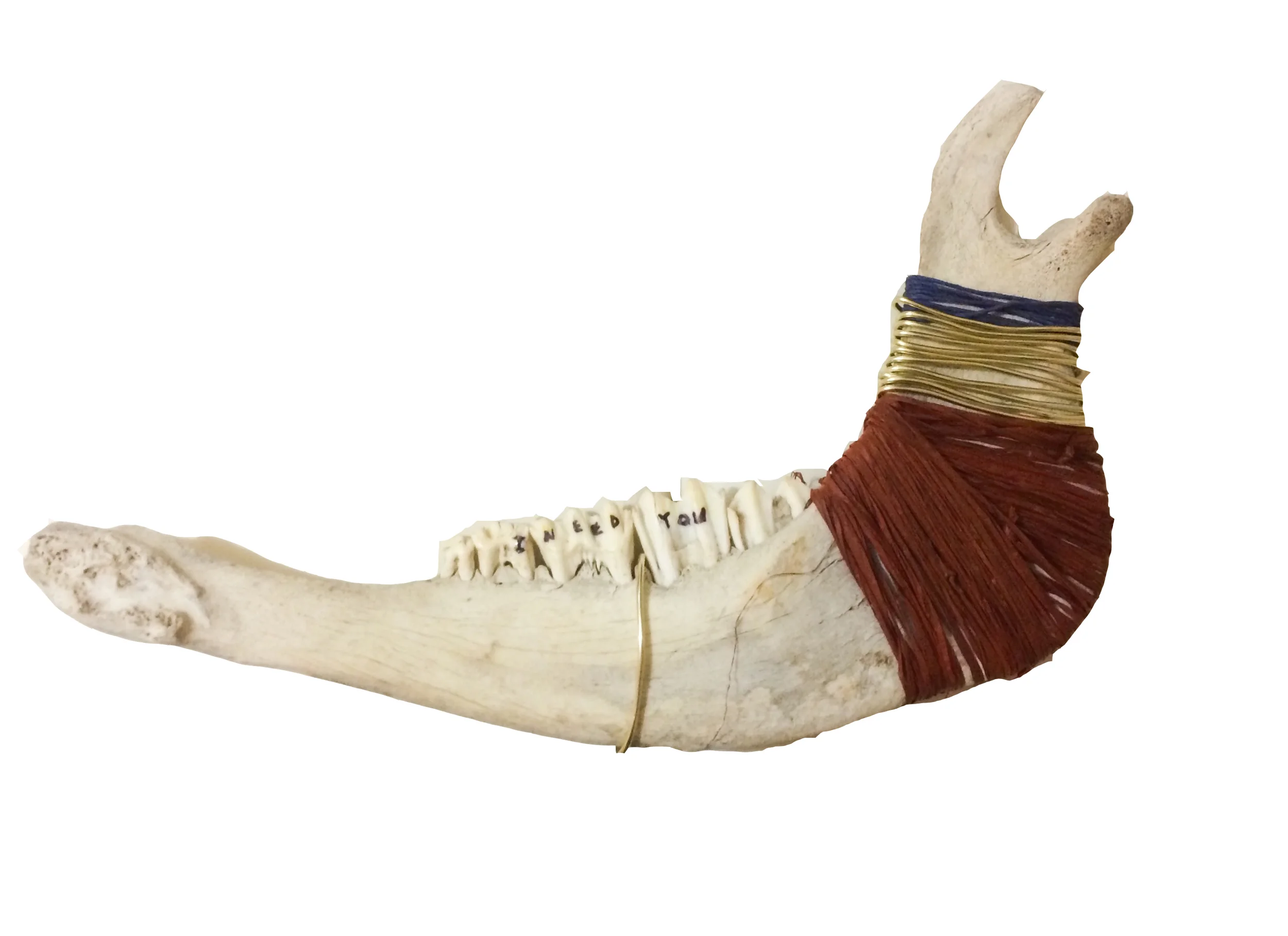 jaw.jpg