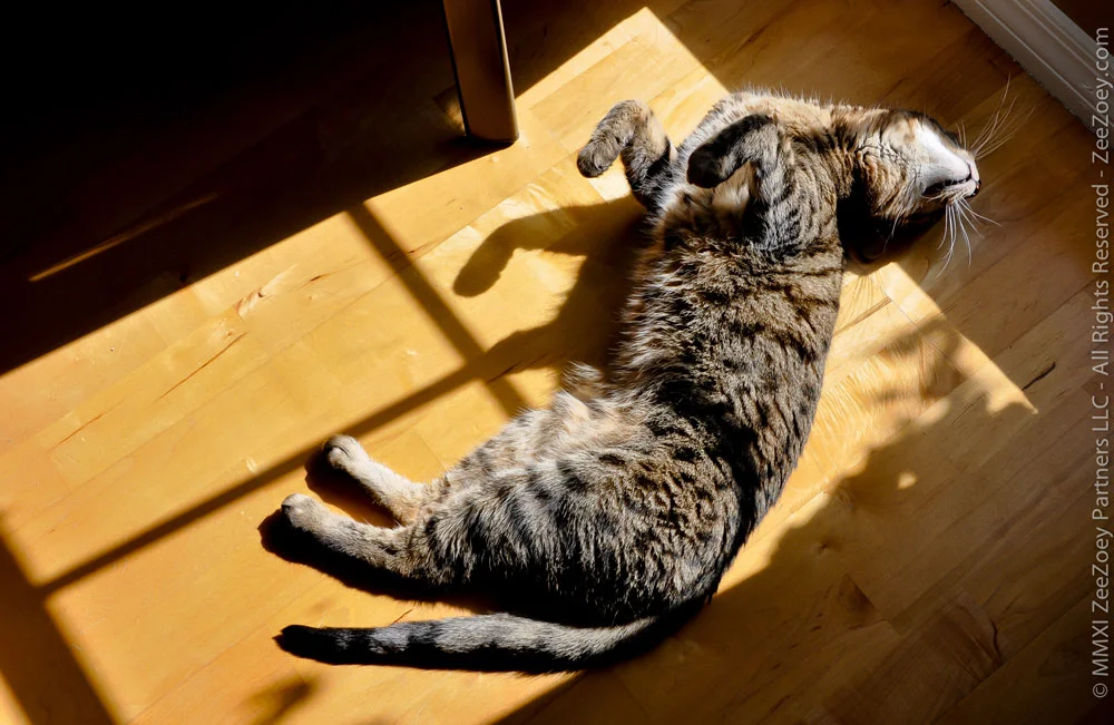 7 Claw-some Reasons to Decorate with Your Cat    