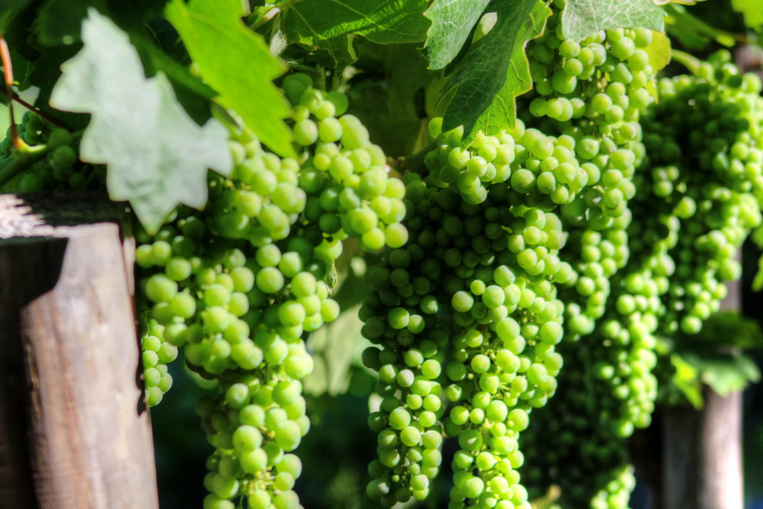 Part 3: How to Save Water with Drip Irrigation