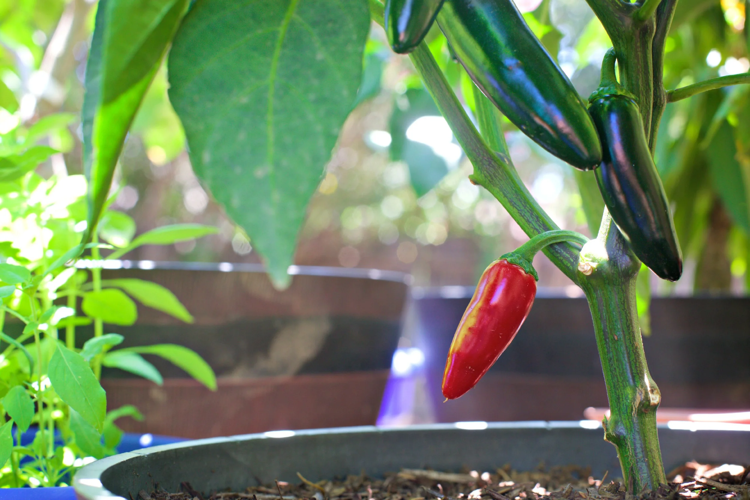 Part 2: Picking Pleasant Plants