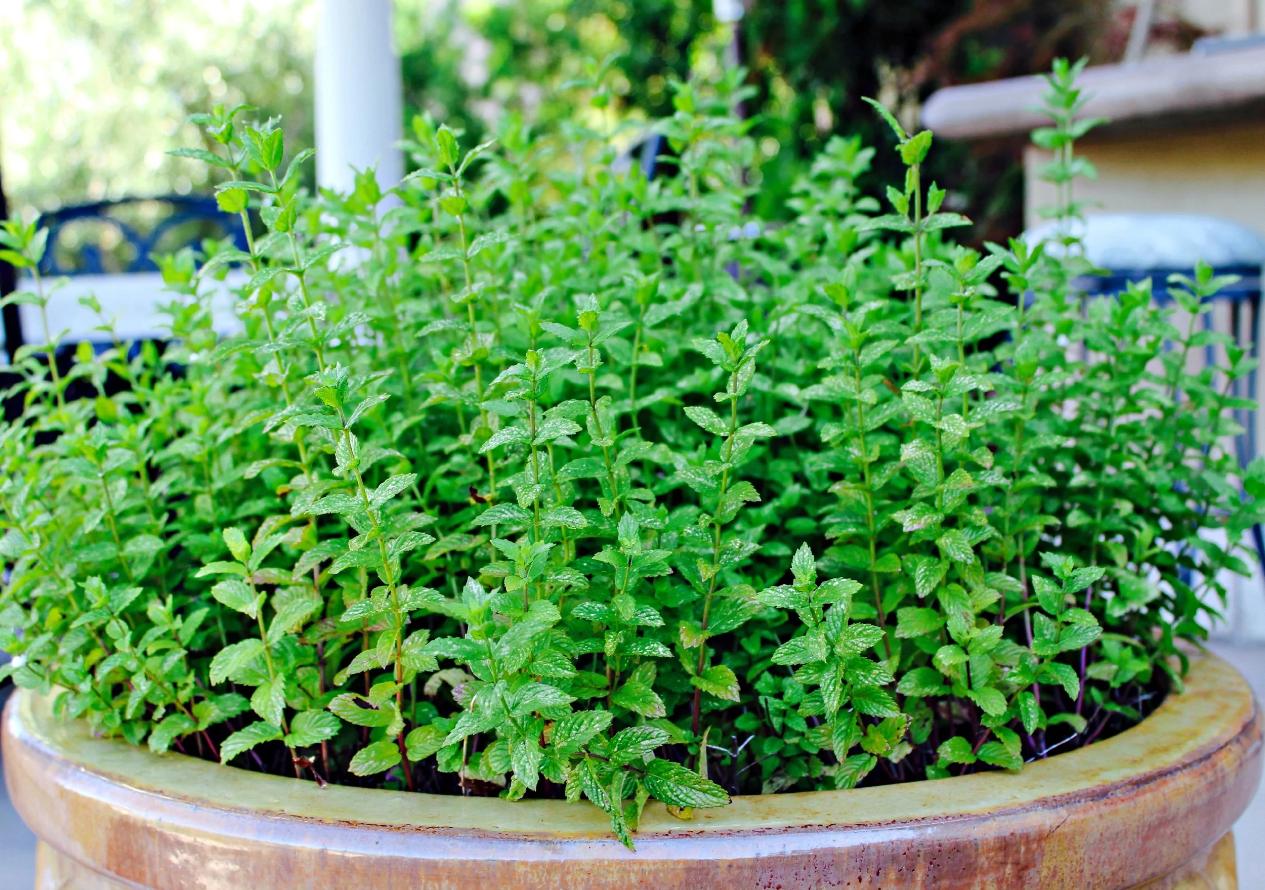 Part 4: Three Ways to Maintain your Sustainable Garden