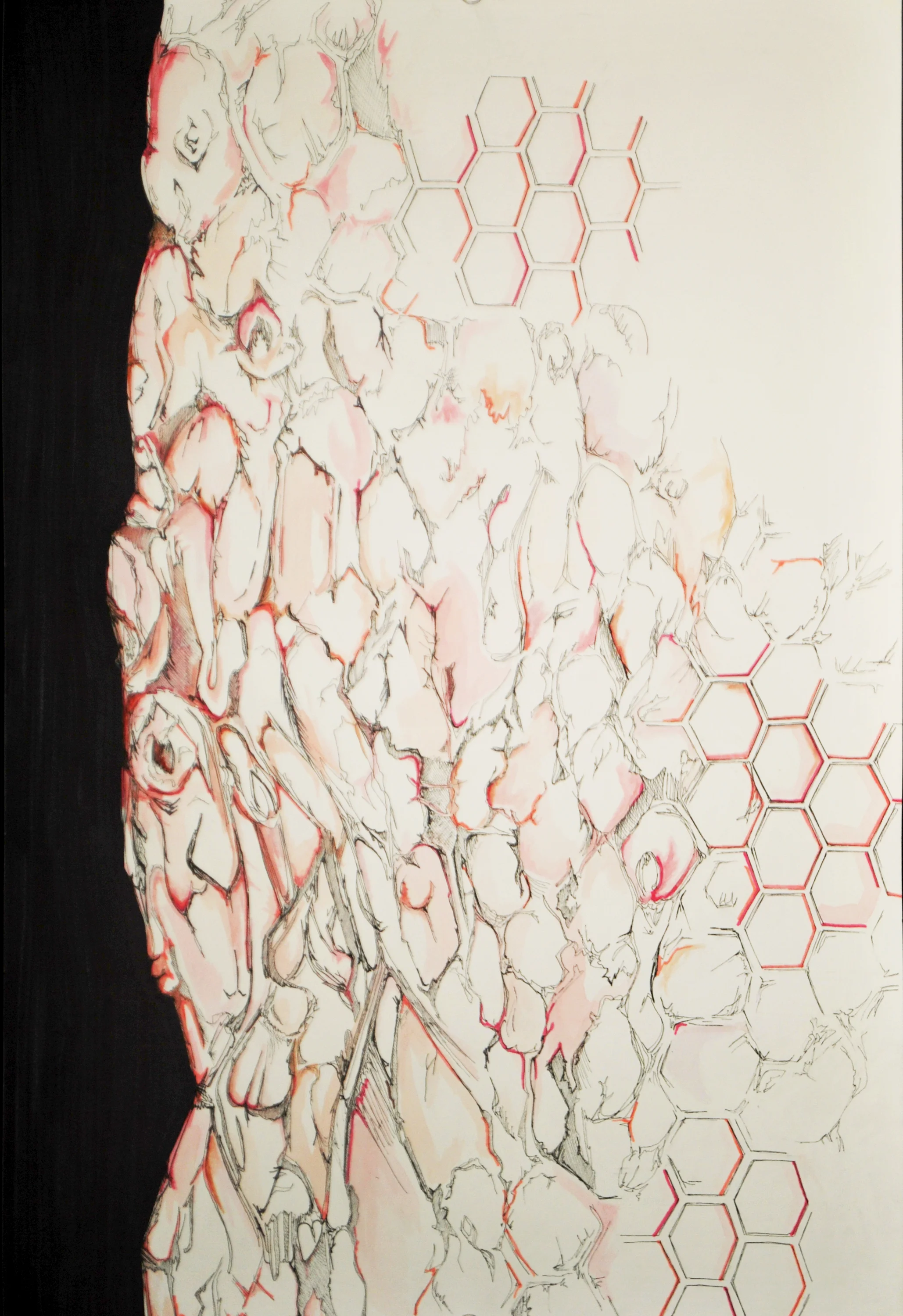 Foraker.Bark.pen & watercolor & marker on paper.15 x 22-inches.1-2011.jpg