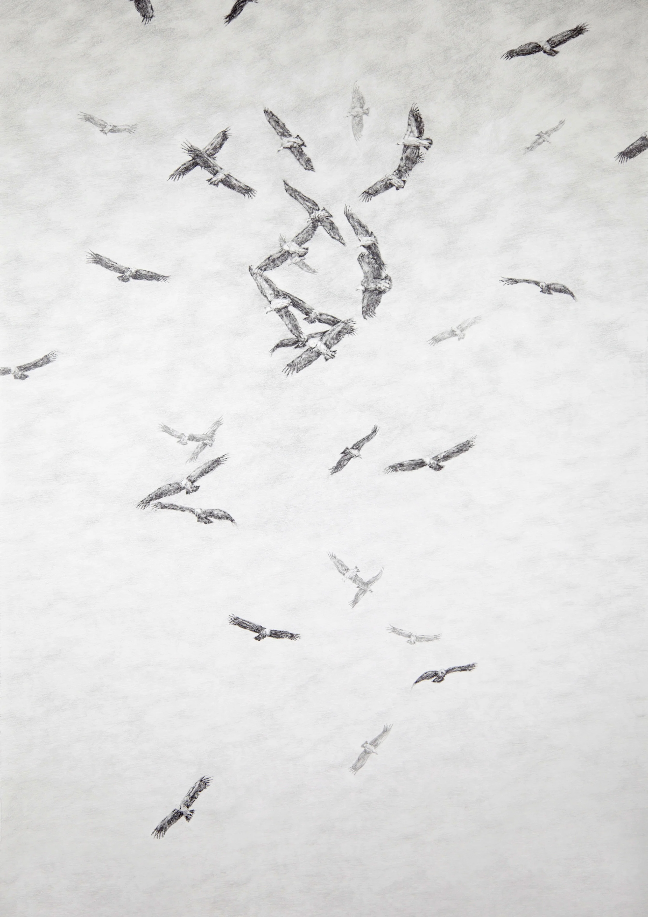 Circling , 44"X30", Graphite on paper, 2013