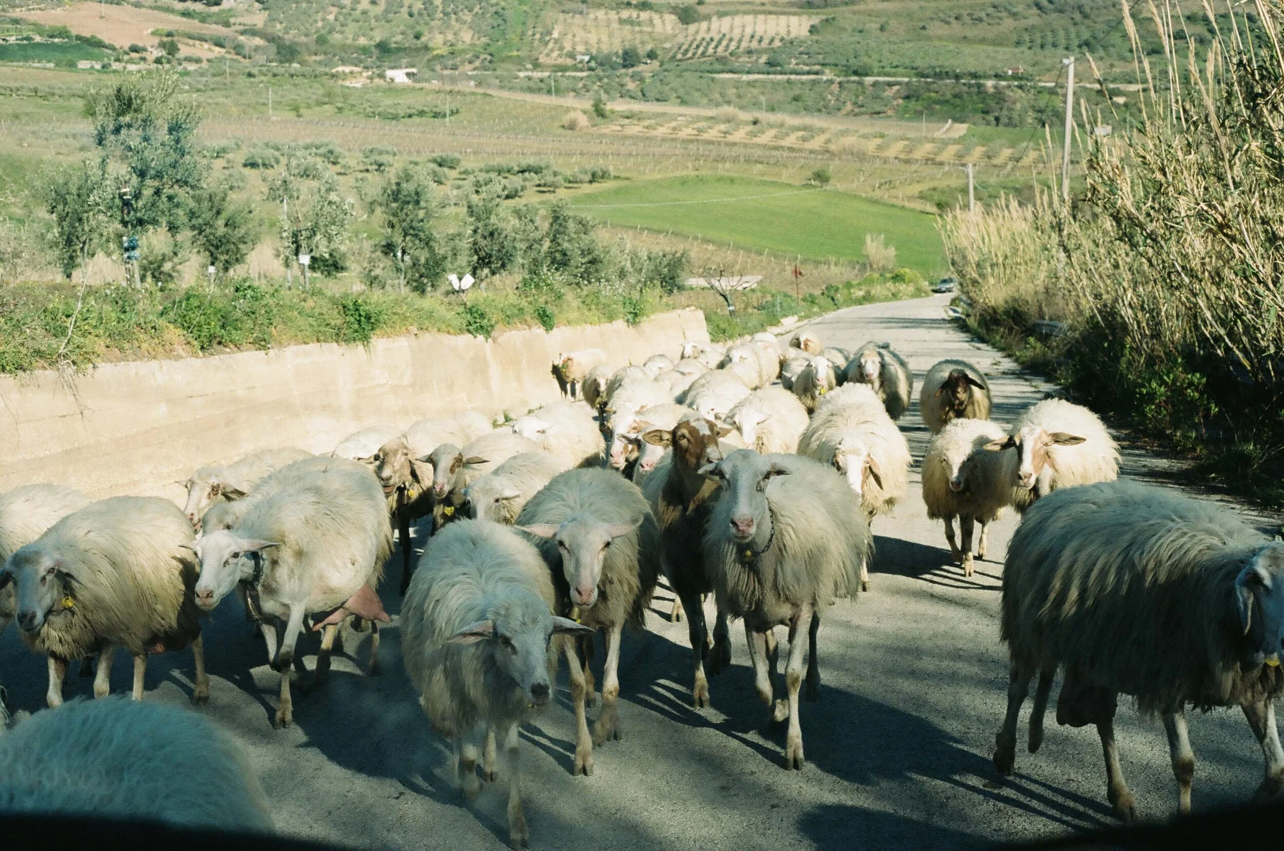 Sheep walk along a street in the countryside of Sicily.