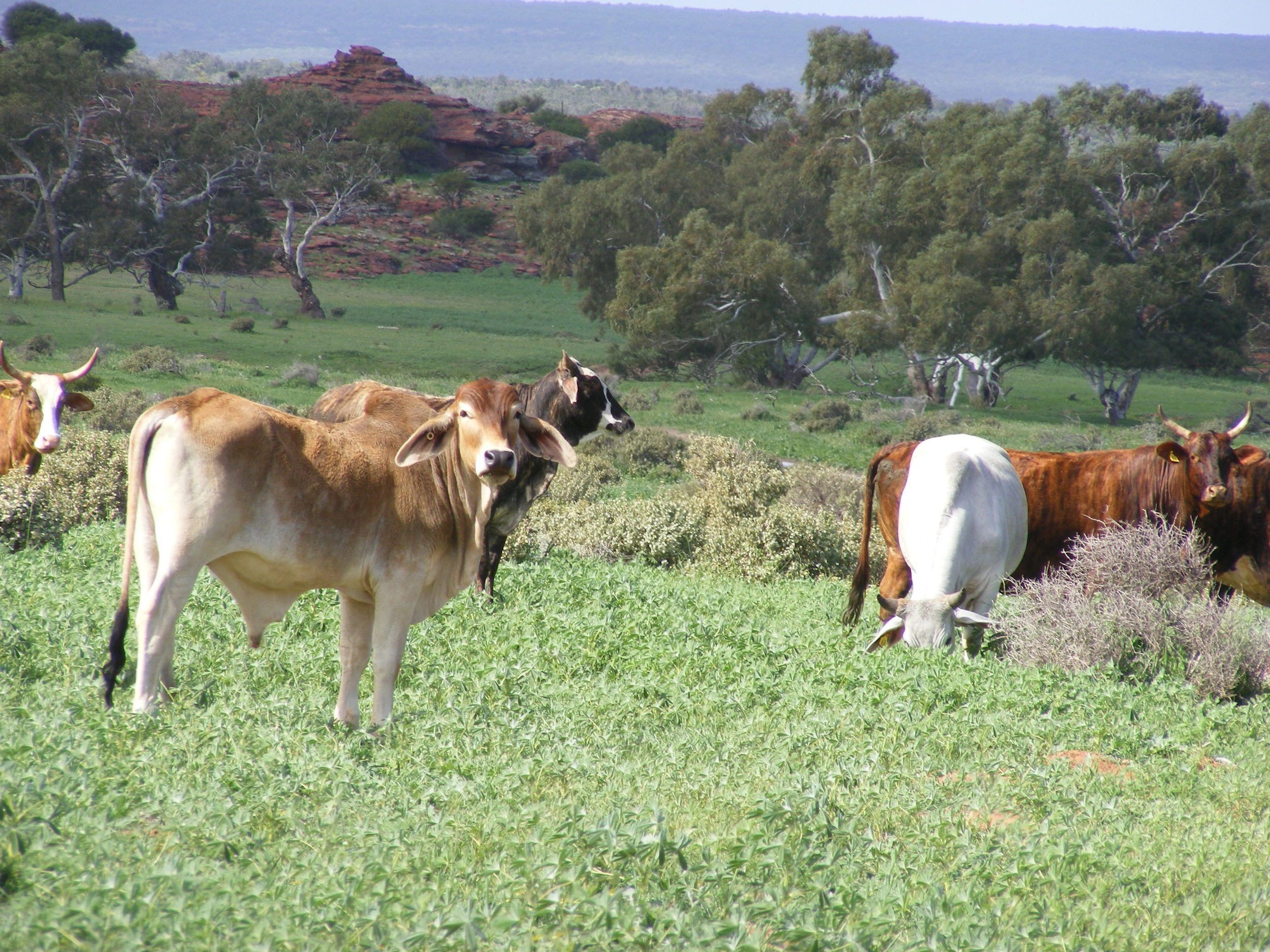 Cattle grazing on Murchison House Station