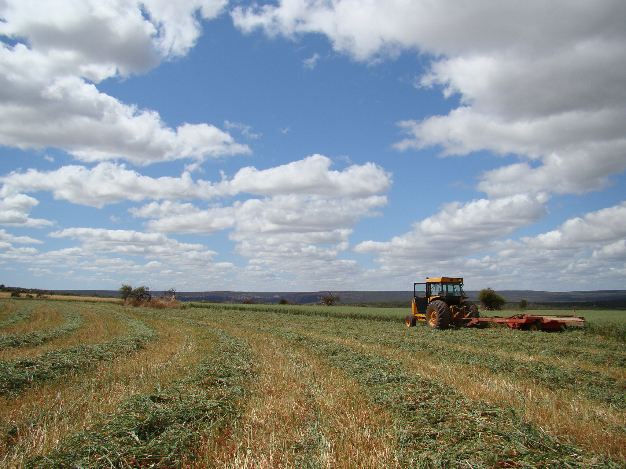 Hay crop at Murchison House Station