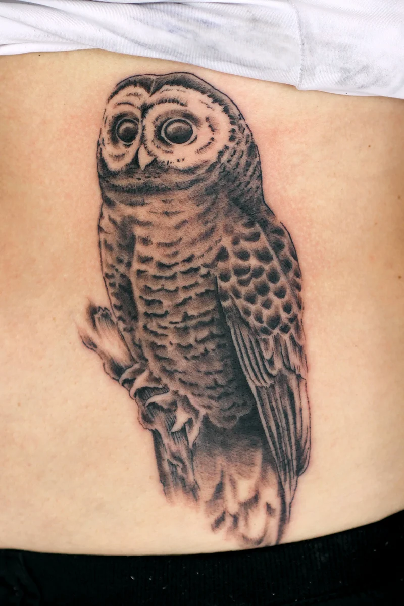 Realistic Owl