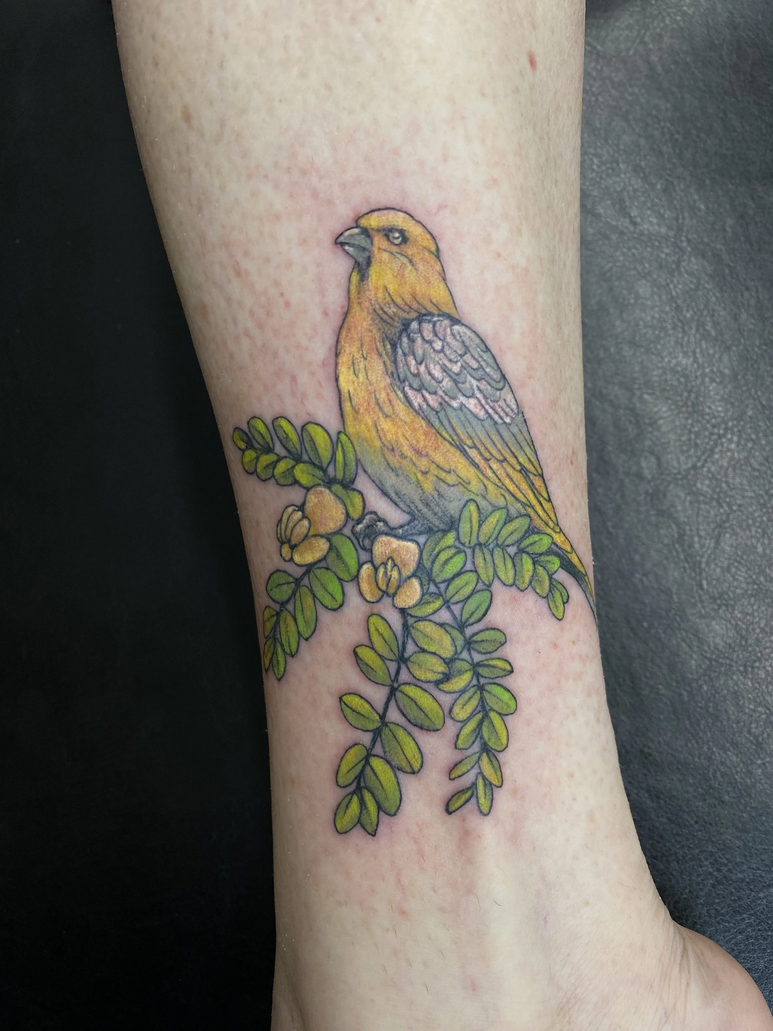 Native honeycreeper Palila 