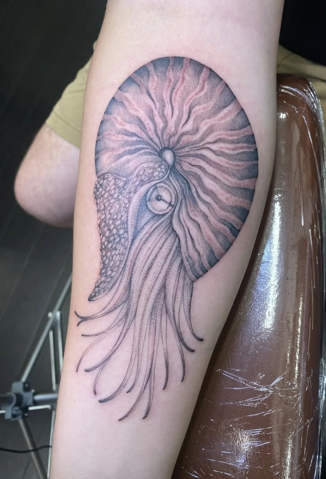 Nautilus