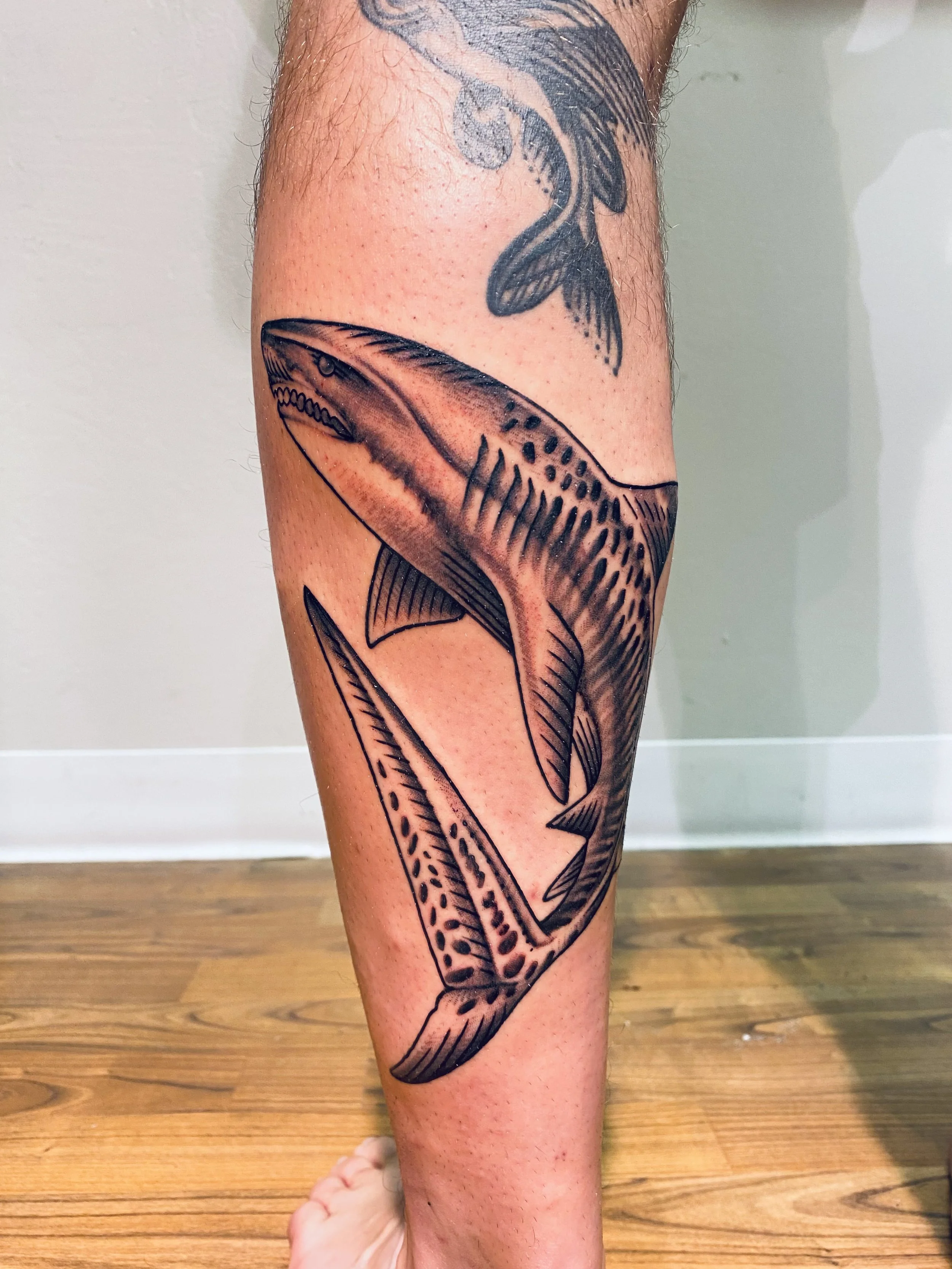 Tiger shark