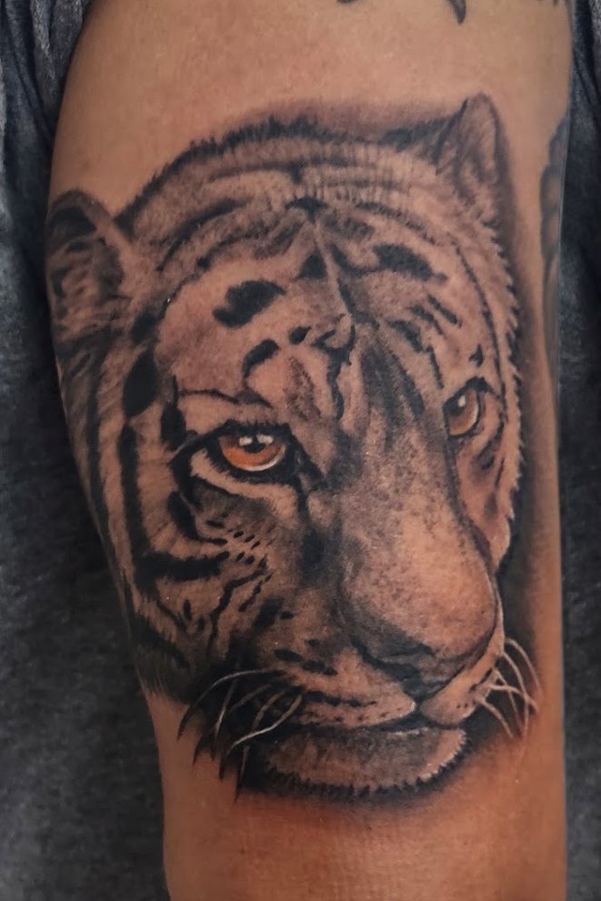 tigerface.jpg