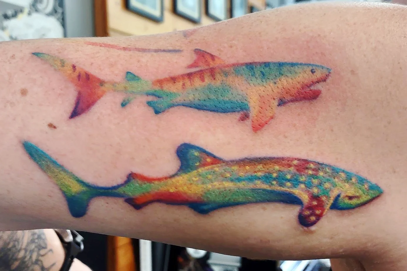 watercolor_sharks.jpg