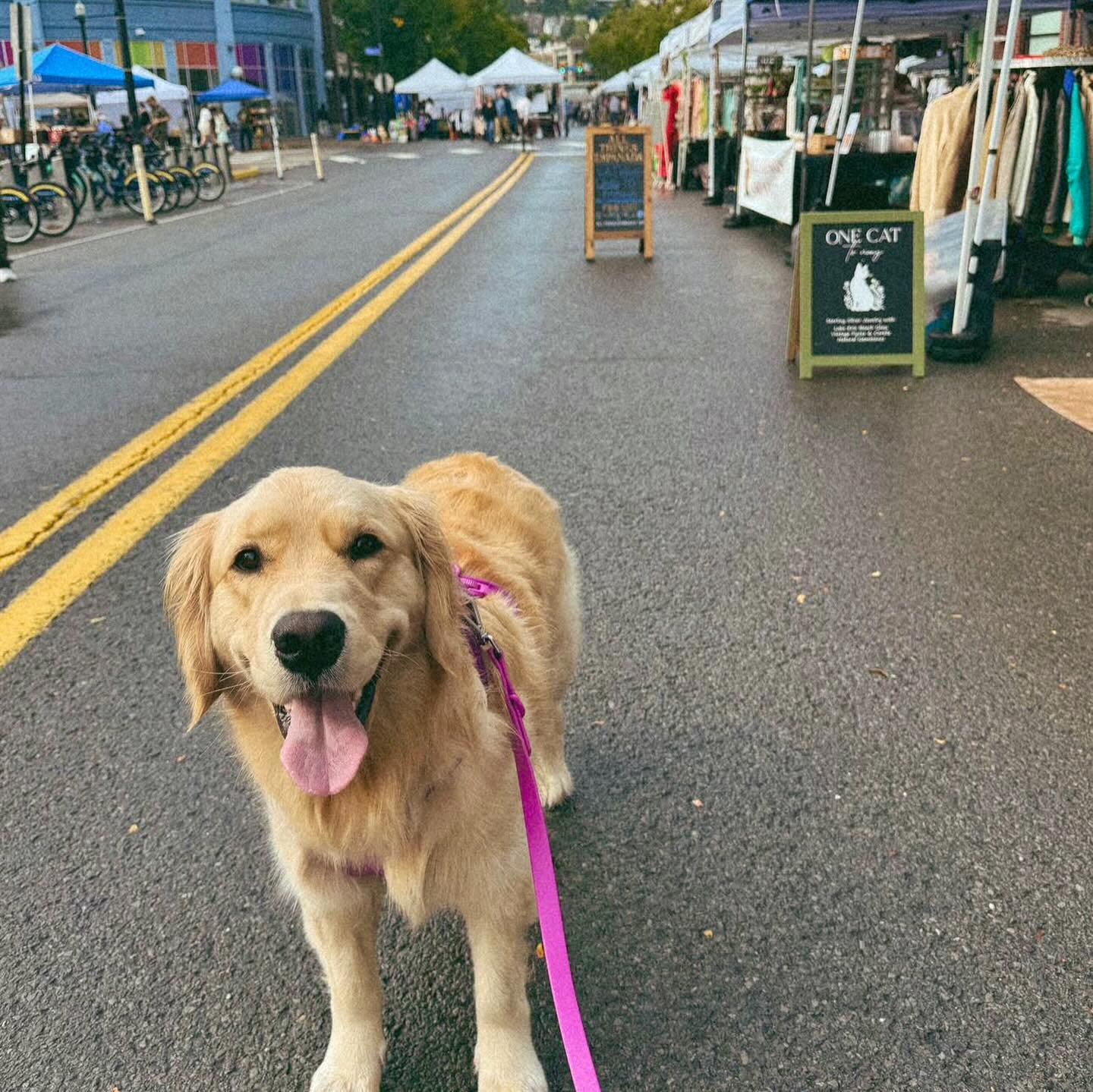 It was all paws on deck at the last Flea of the season! Swipe through for your monthly boost of Flea Dog seratonin 🥰 

Want more fluffy goodness?? Join us THIS Saturday at our Night Flea where there are bound to be more Flea Dogs 🐶