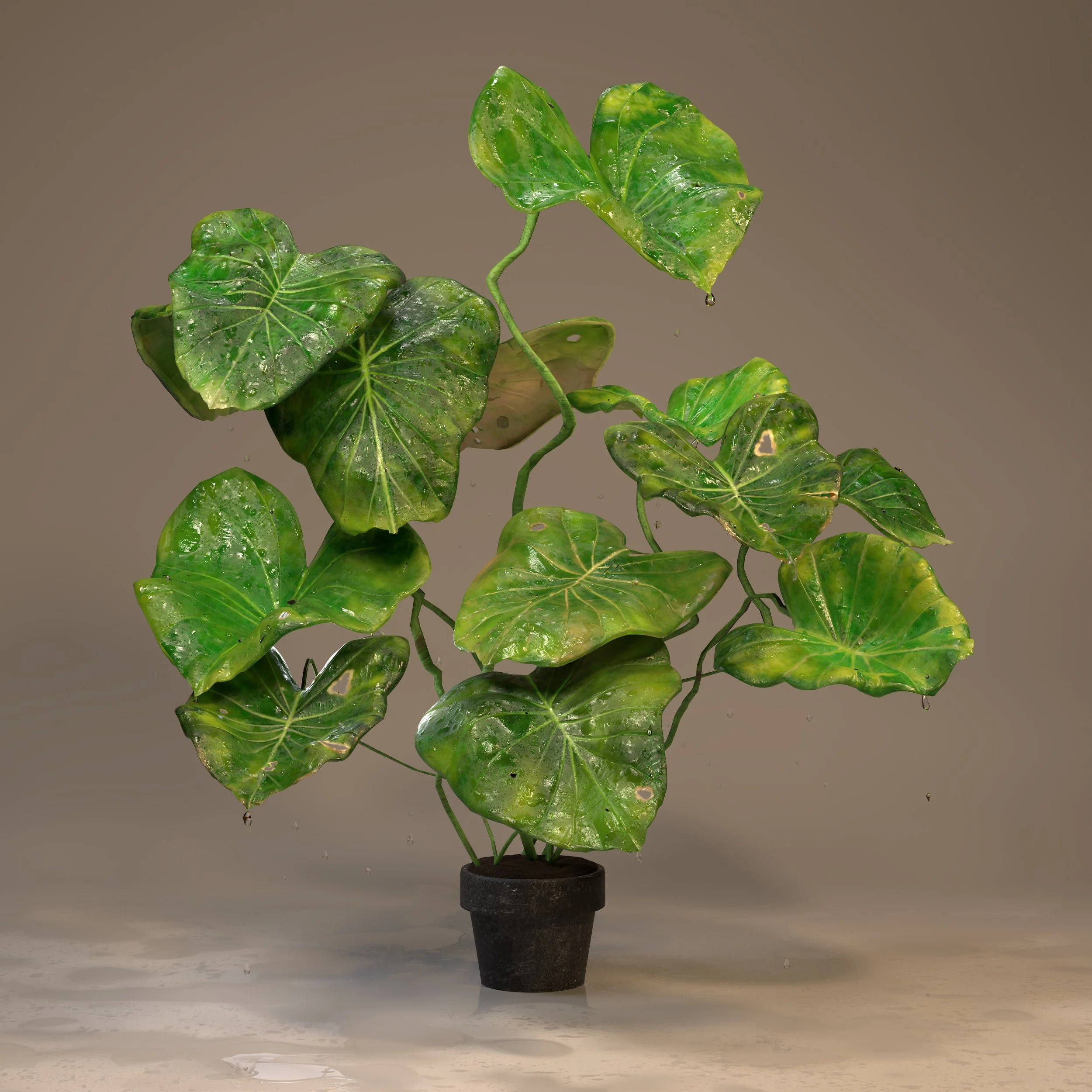 plant 10.jpg