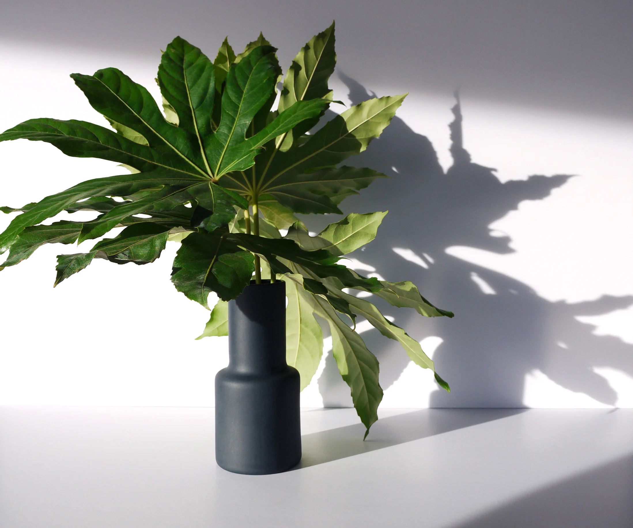 Black epoca foliage.JPG
