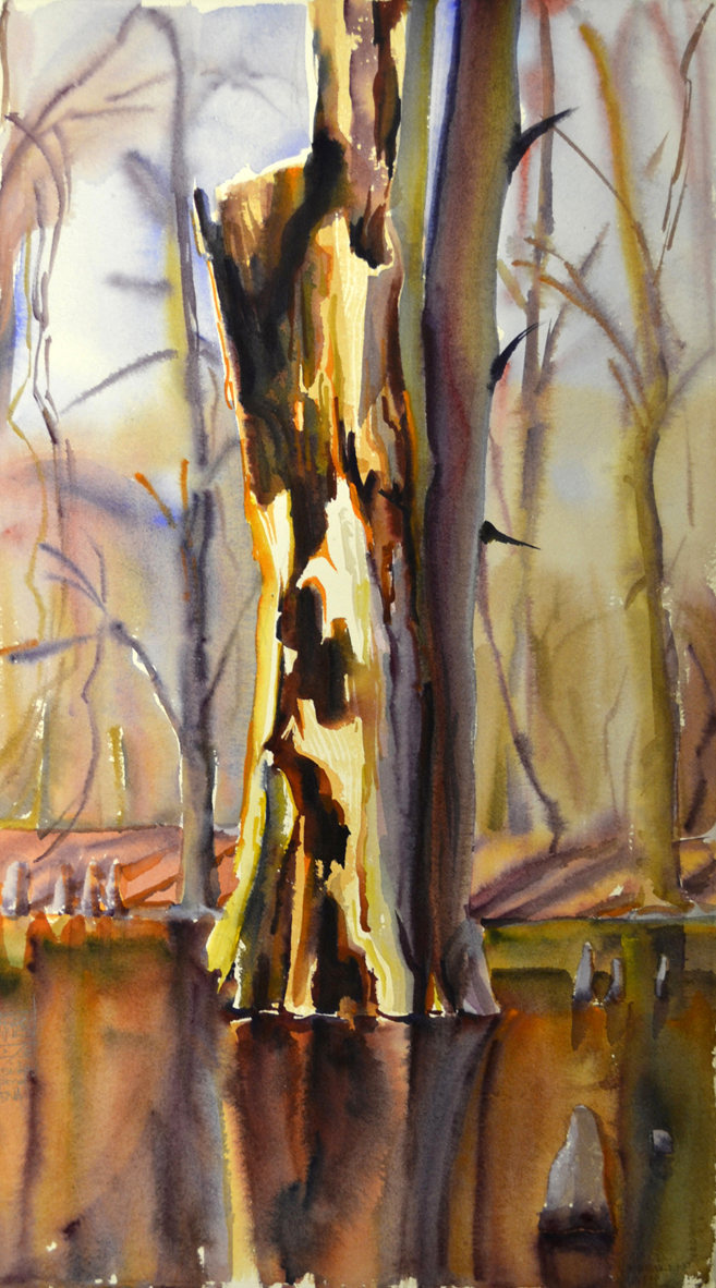Bald Cypress rot / Chakchiuma Swamp / March