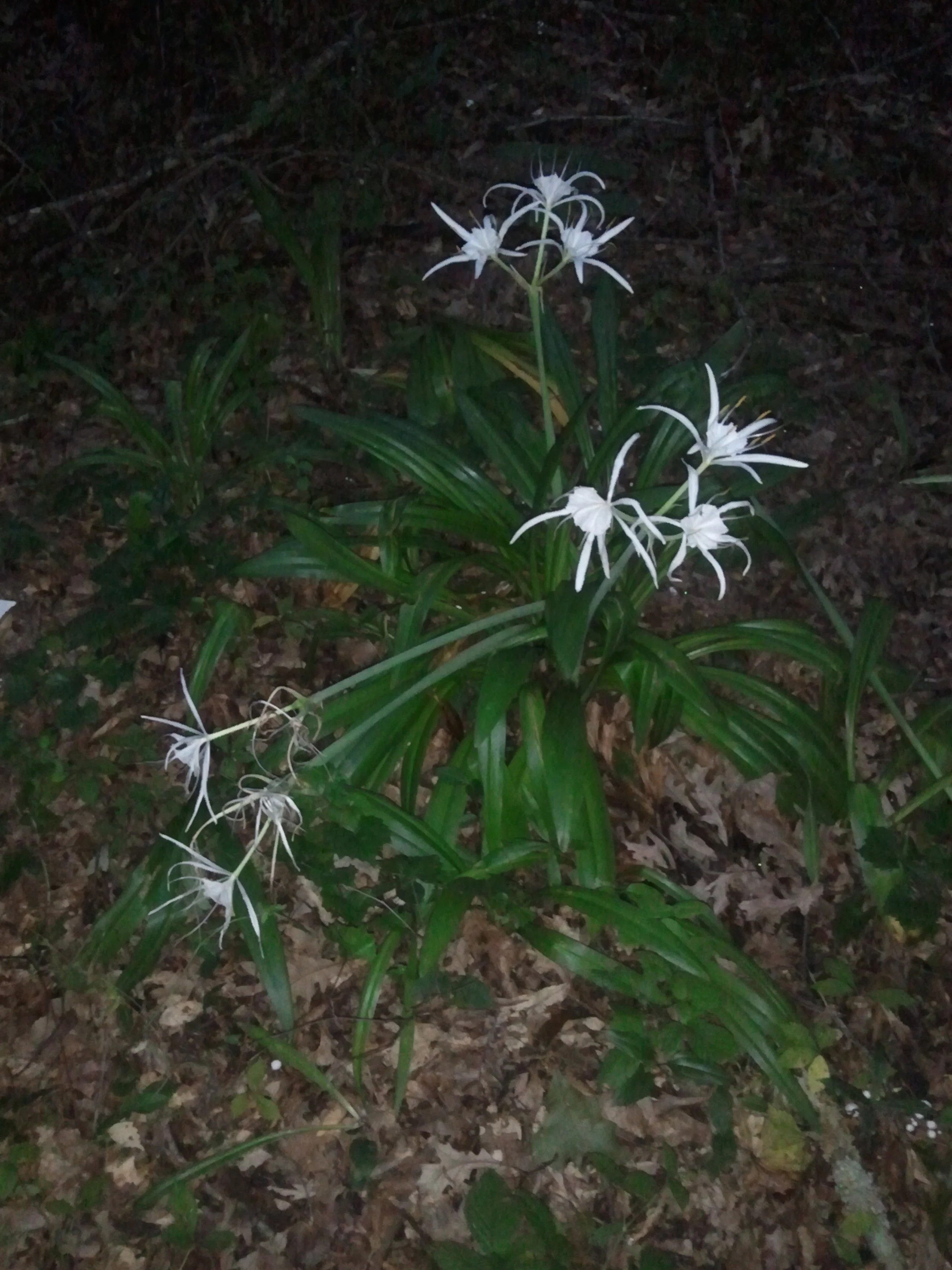 By the time I packed up the forest was a misty gray with these spidery ghosts glowing in the dim light.