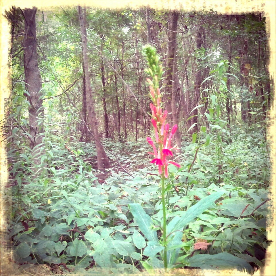 cardinal flower in the lizard's tail