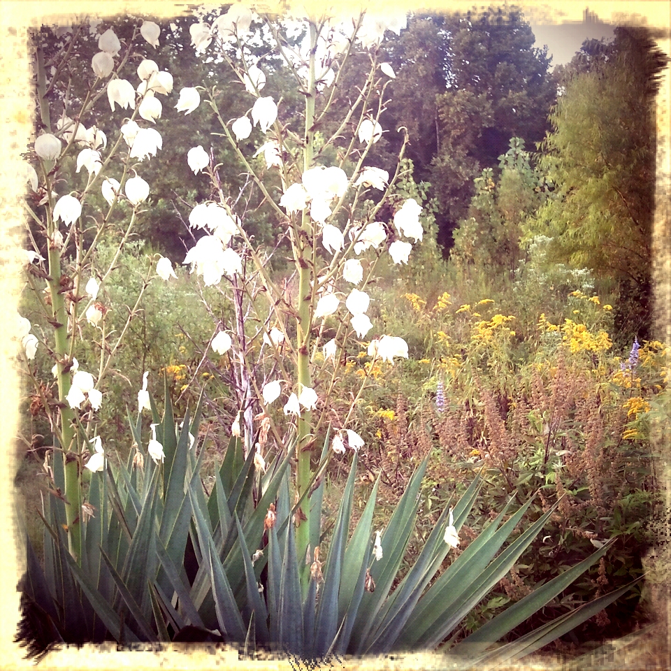 blooming yucca
