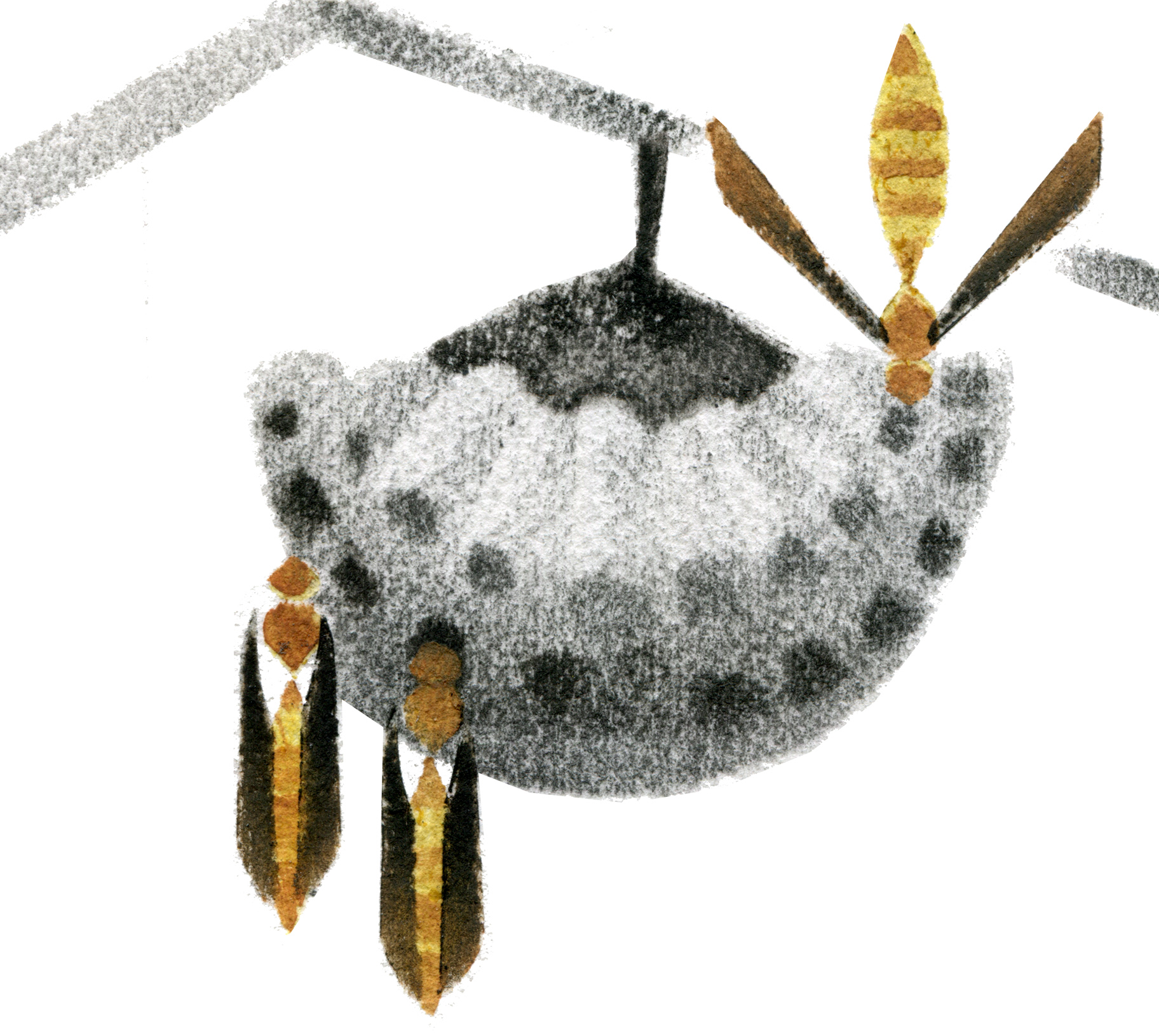 paper wasps (Polistes exclamans)