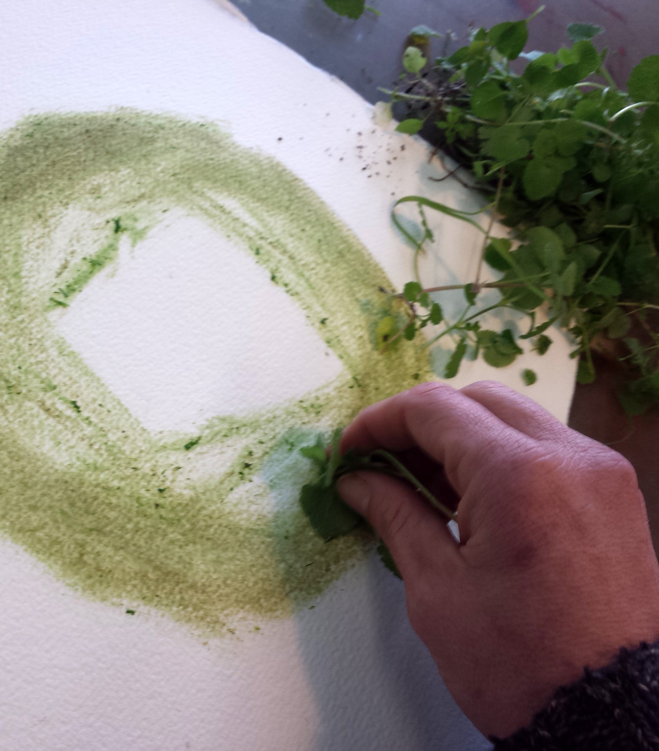 drawing with chickweed