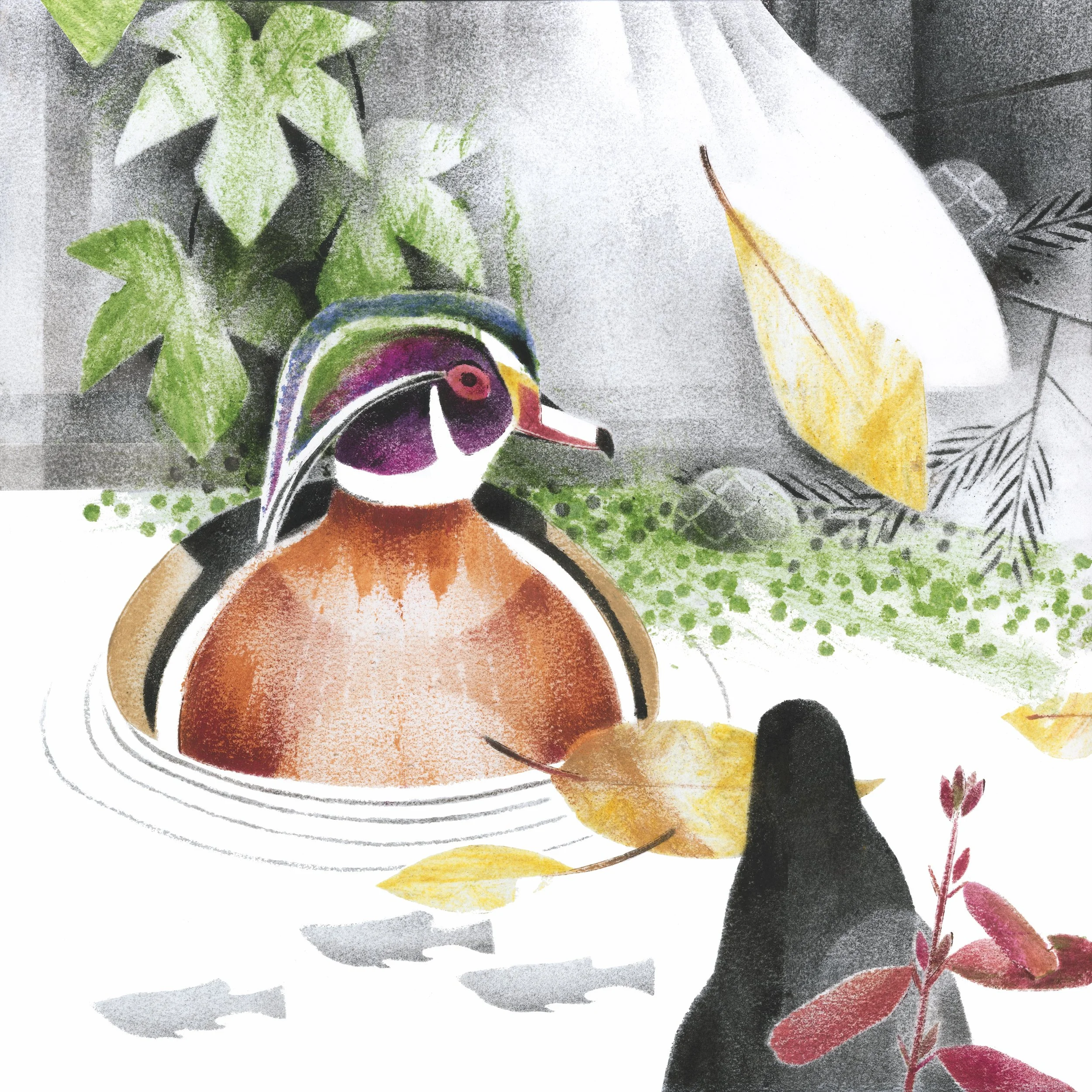 Fall_Sept_wood Duck_print ready.jpg