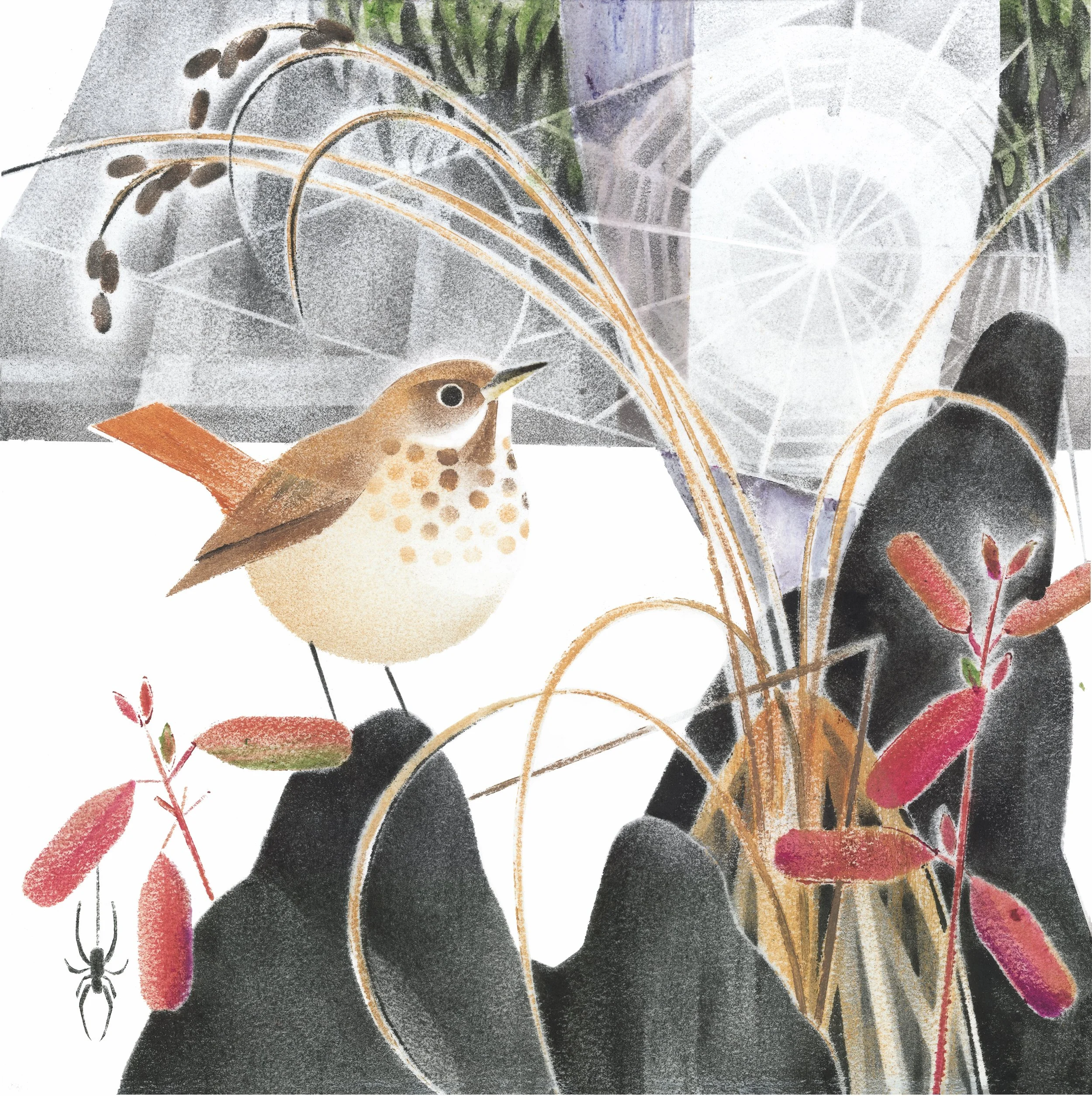 fall_Nov_hermit thrush_print ready.jpg