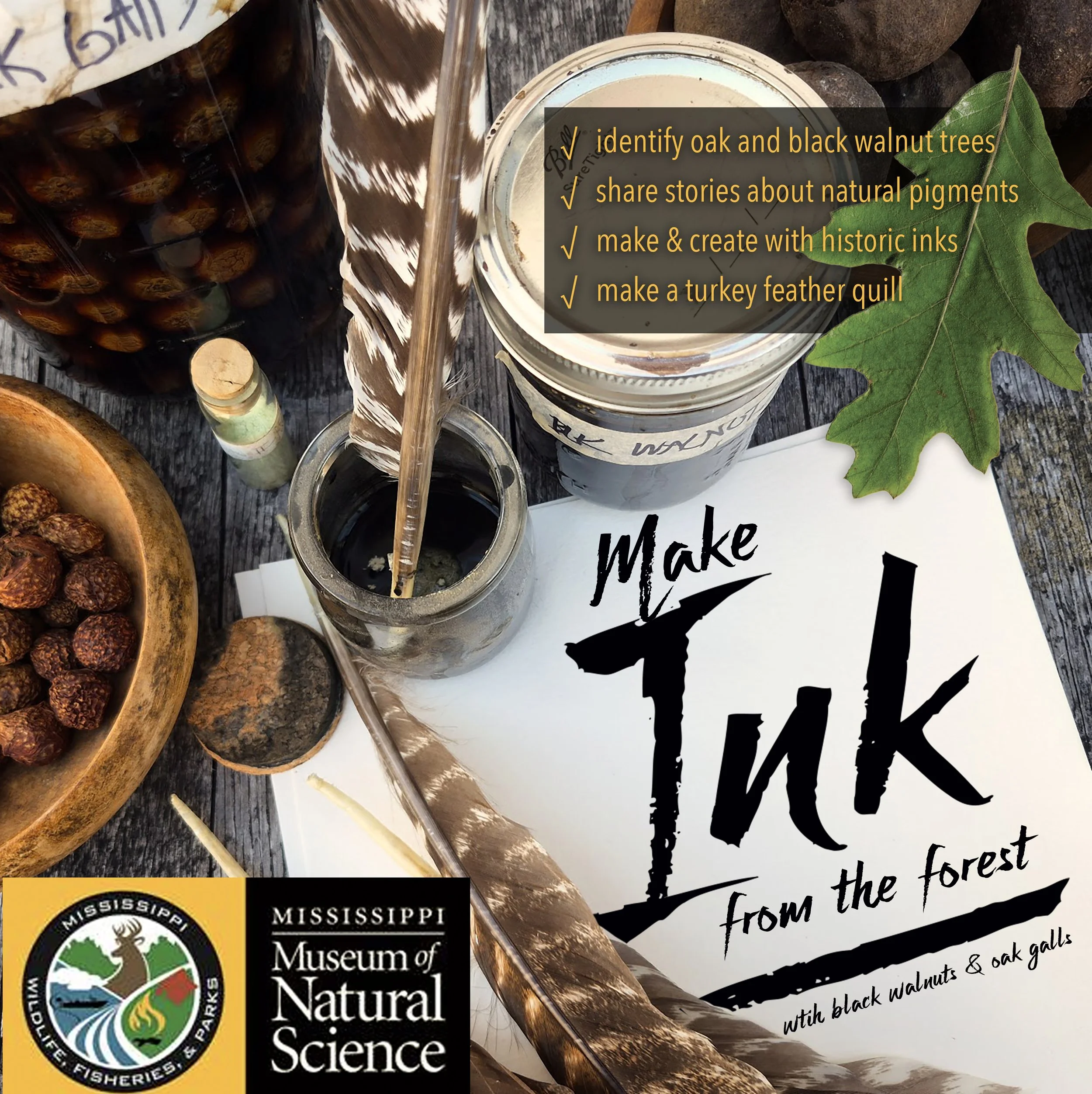 MAKE INK with oak galls and black walnuts