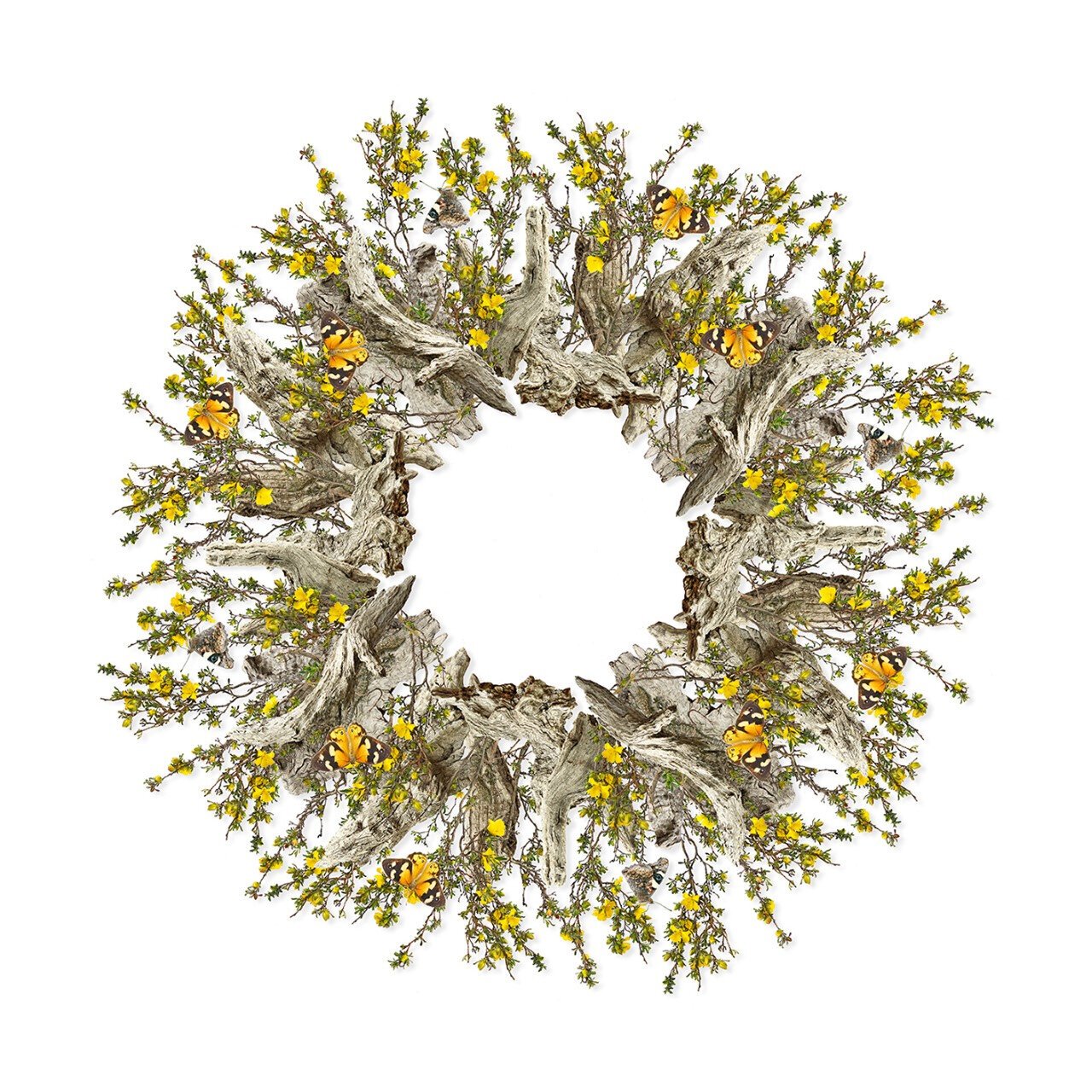 Jason McDonald - Guinea Flower, Butterflies & Frogs