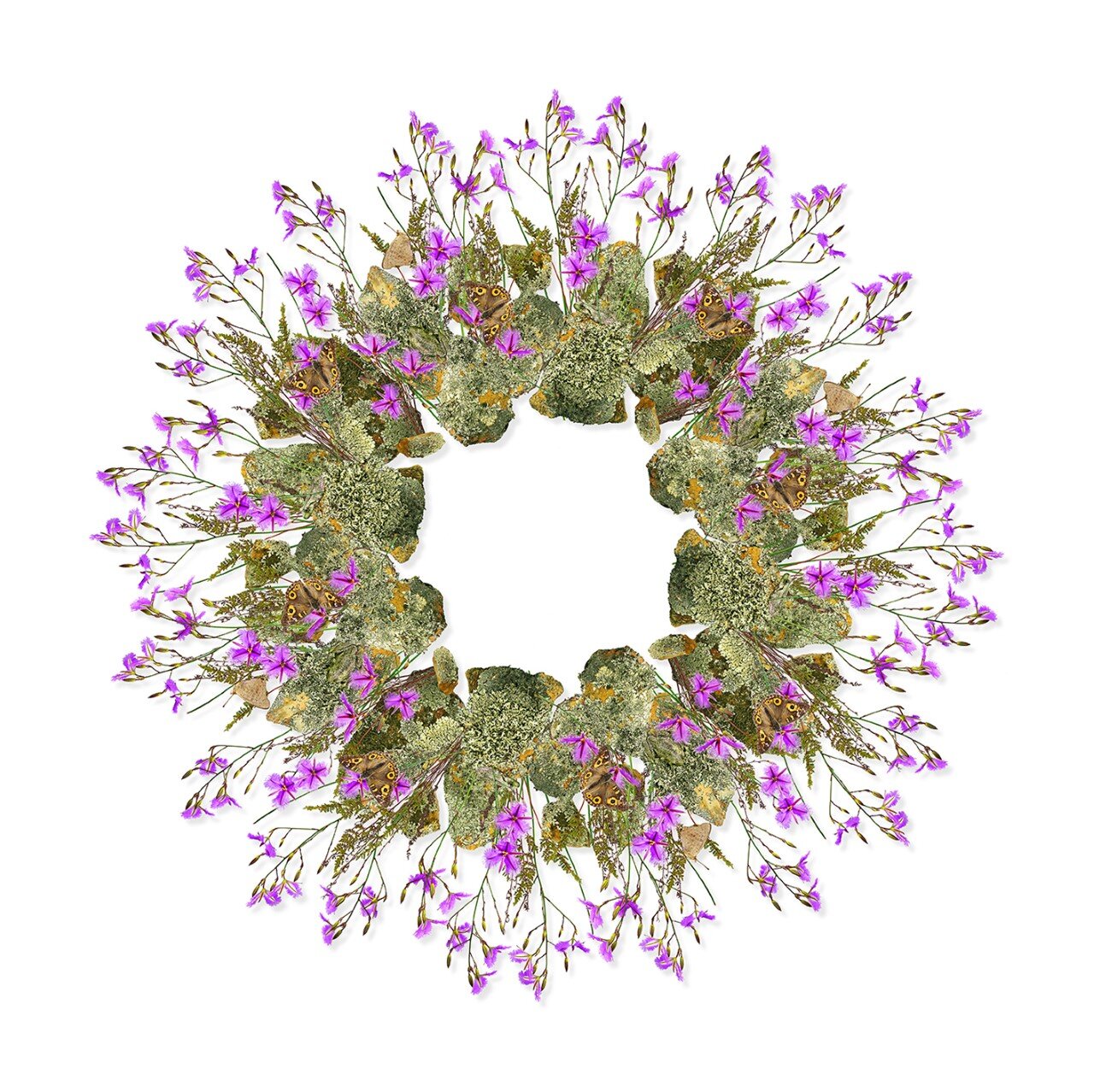 Jason McDonald - Fringe Lily, Butterflies & Frogs