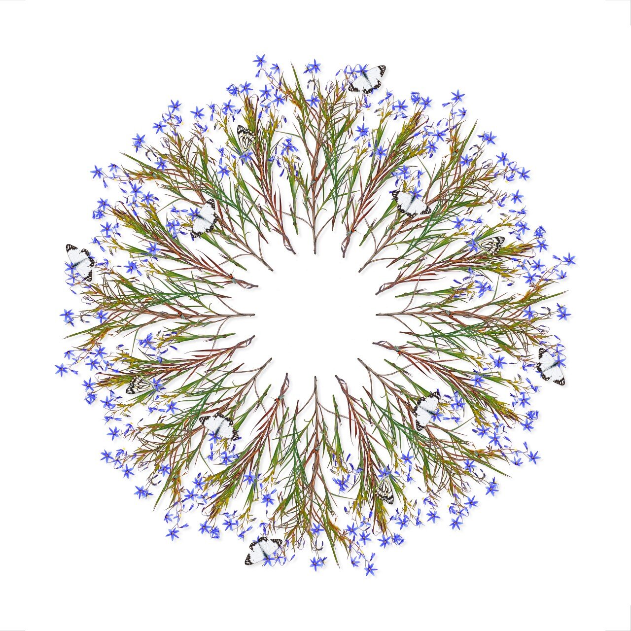 Jason McDonald - Nodding Blue Lily, Butterflies and Beetles